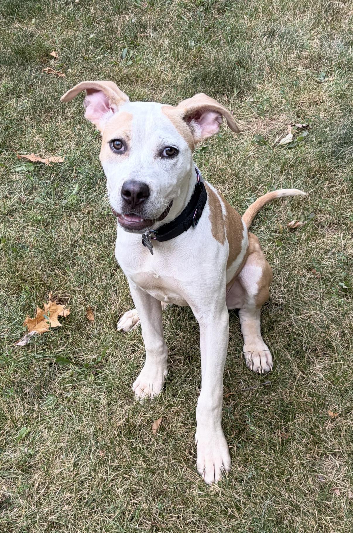 Enlarge Zoey, a Adopted mixed breed in Pleasant Ridge, MI image 1/6