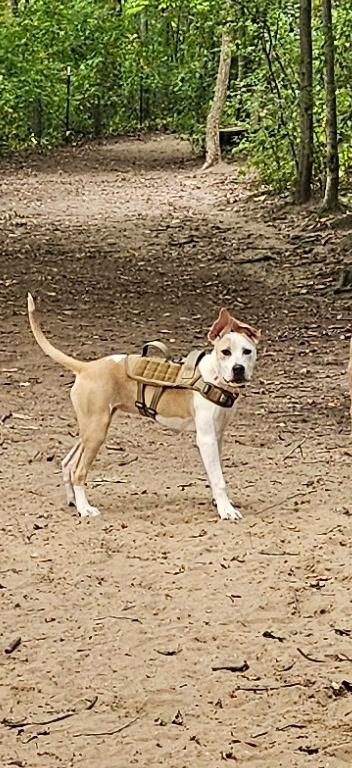 Enlarge Zoey, a Adopted mixed breed in Pleasant Ridge, MI image 6/6