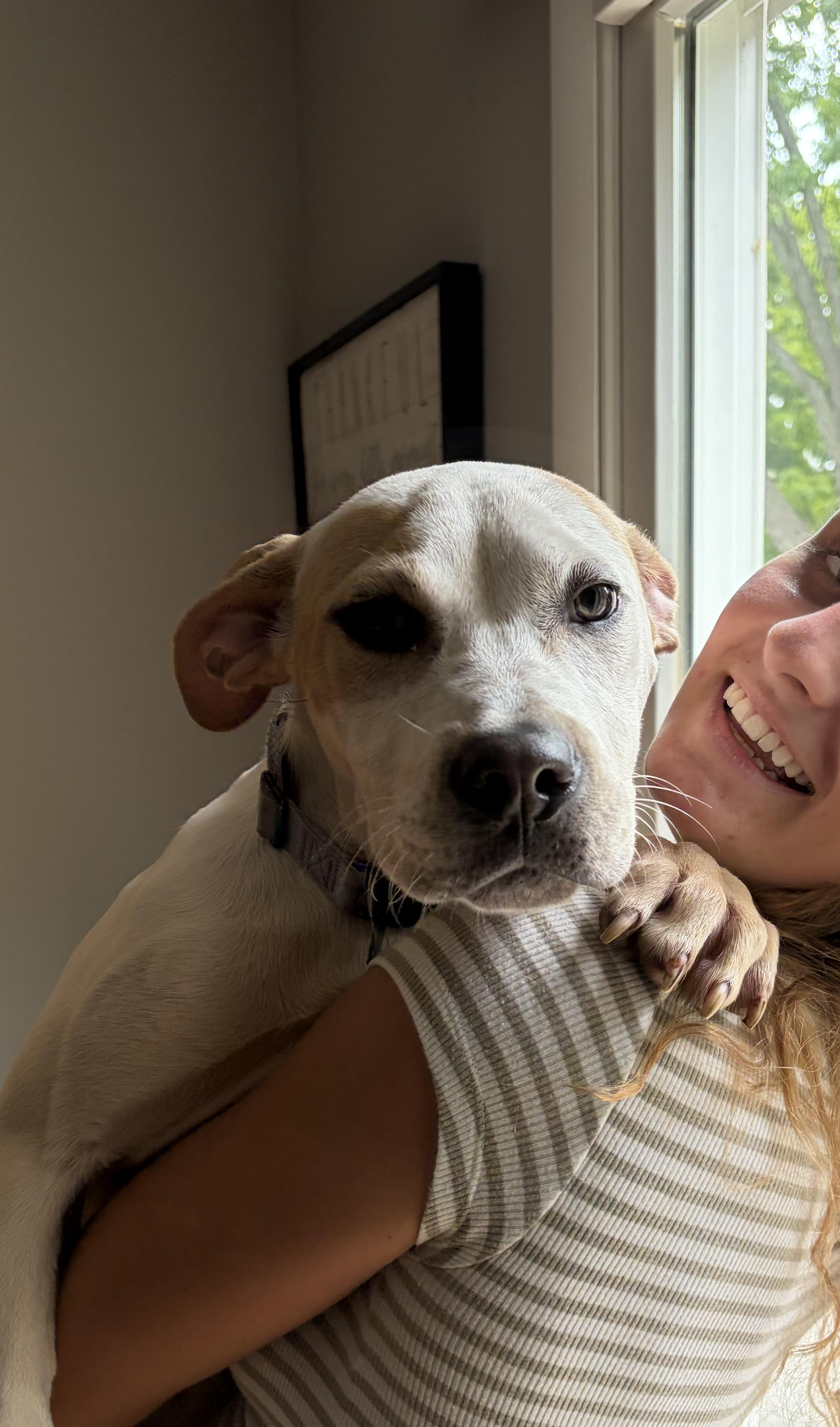 Enlarge Zoey, a Adopted mixed breed in Pleasant Ridge, MI image 5/6