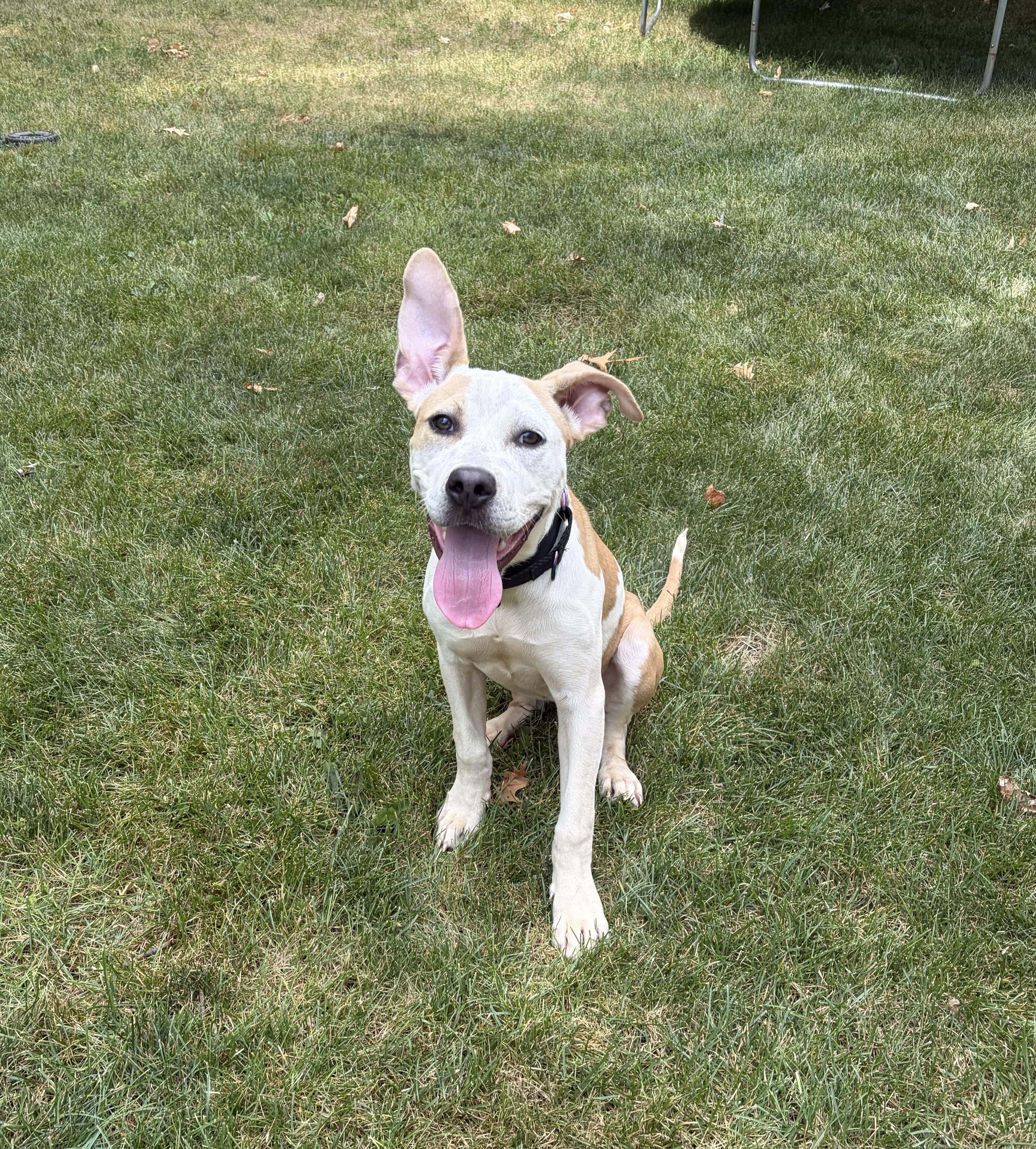 Enlarge Zoey, a Adopted mixed breed in Pleasant Ridge, MI image 3/6