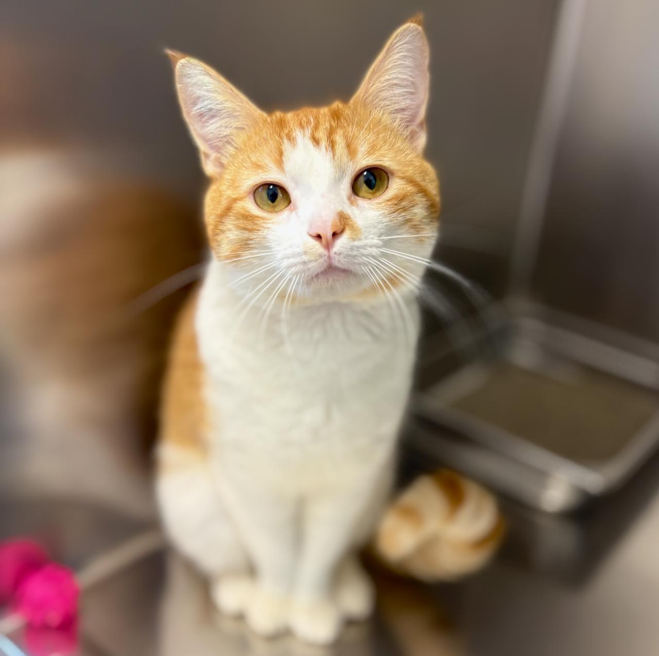 Digger 4339, adoptable, Young Male Domestic Short Hair.
