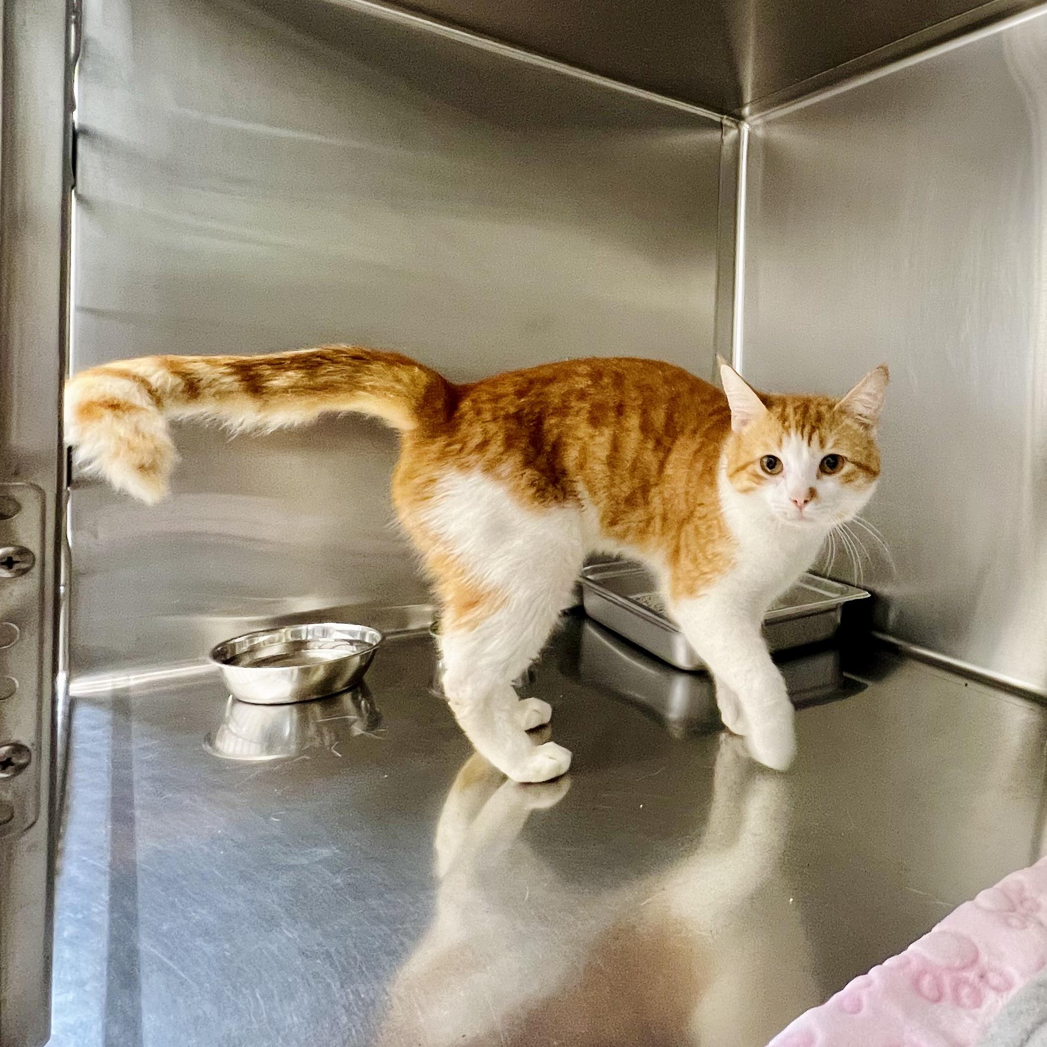Enlarge Digger 4339, an adoptable Domestic Short Hair in St Stephen, NB image 2/3