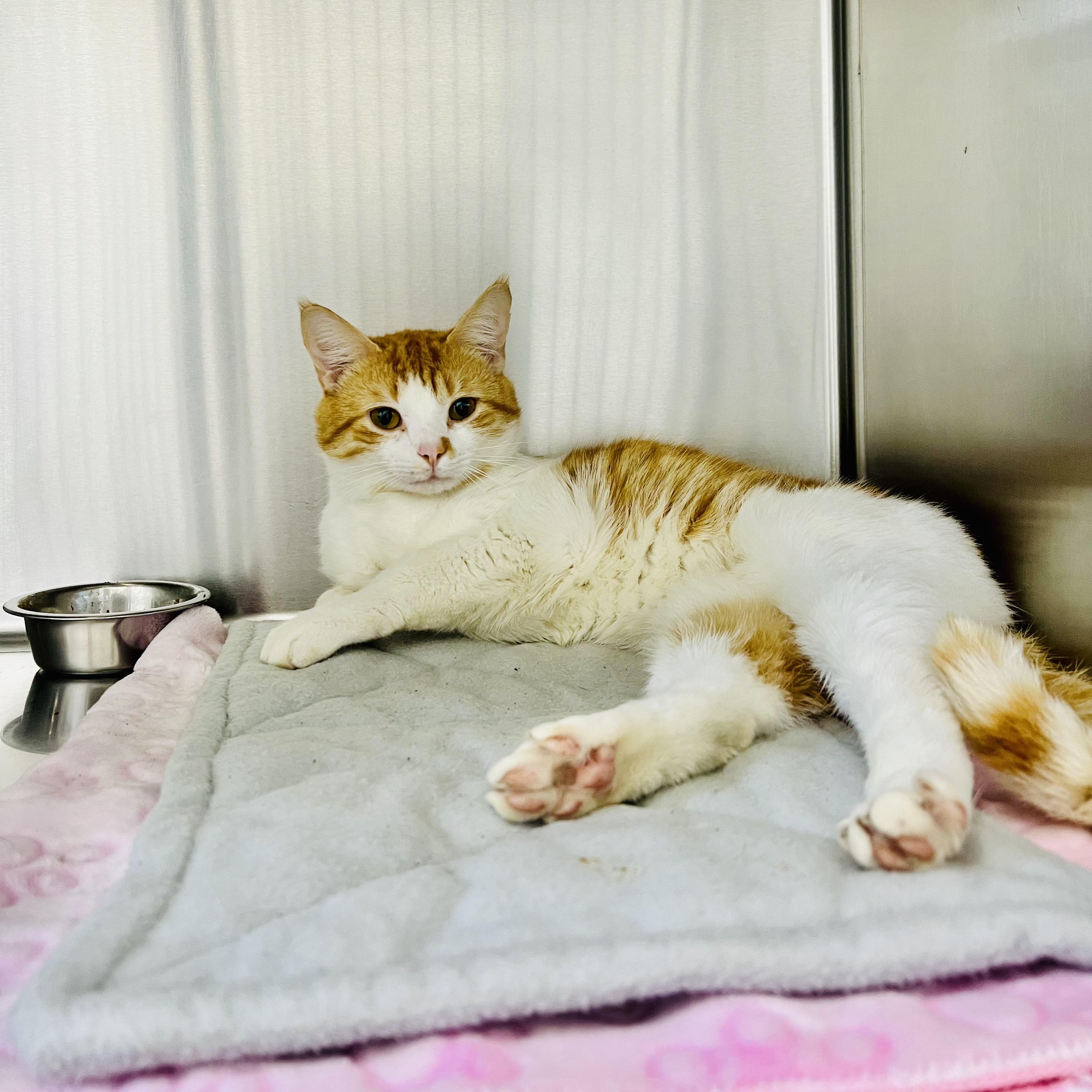 Enlarge Digger 4339, an adoptable Domestic Short Hair in St Stephen, NB image 3/3