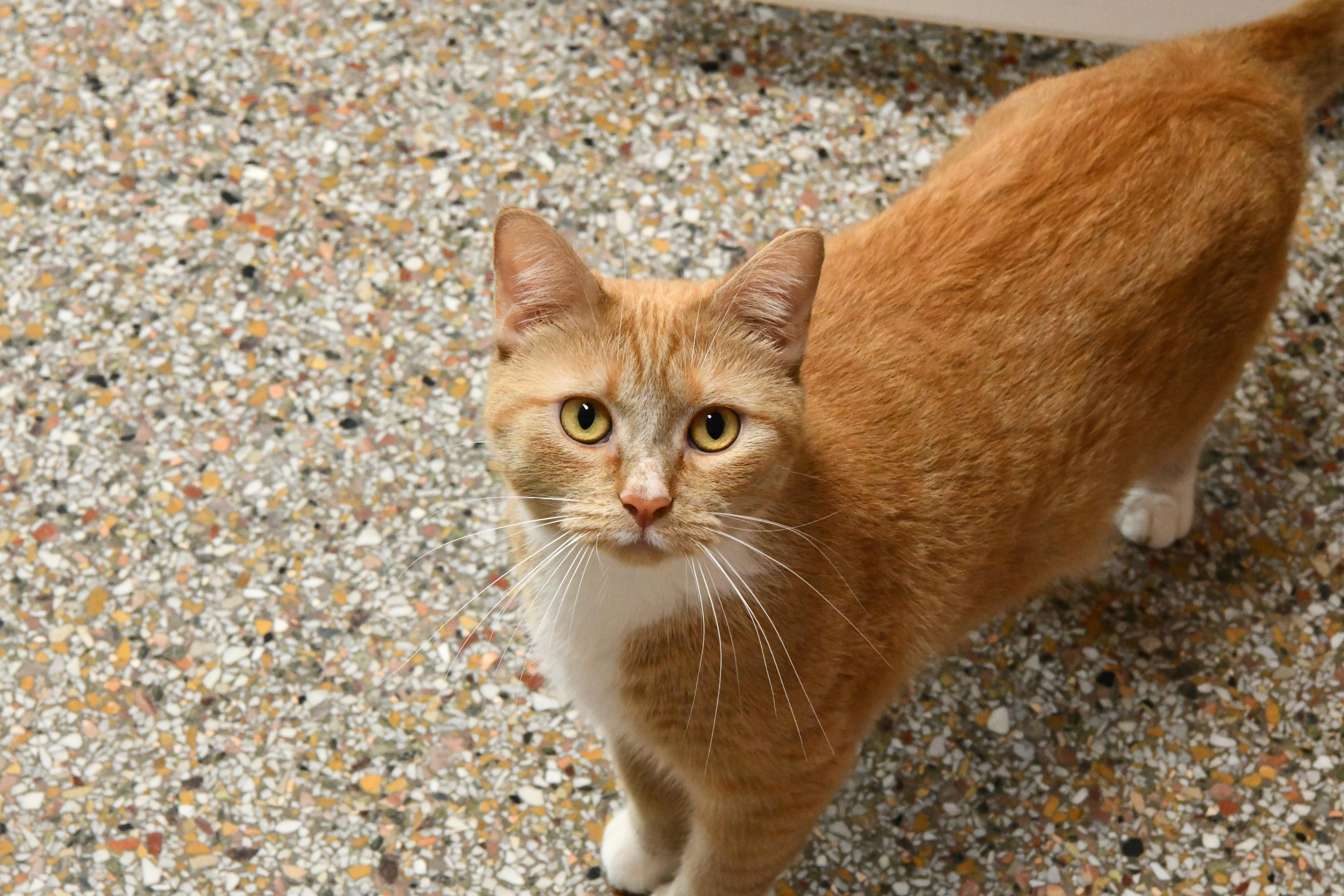 Layla, ADOPTABLE, Adult Female Domestic Short Hair.
