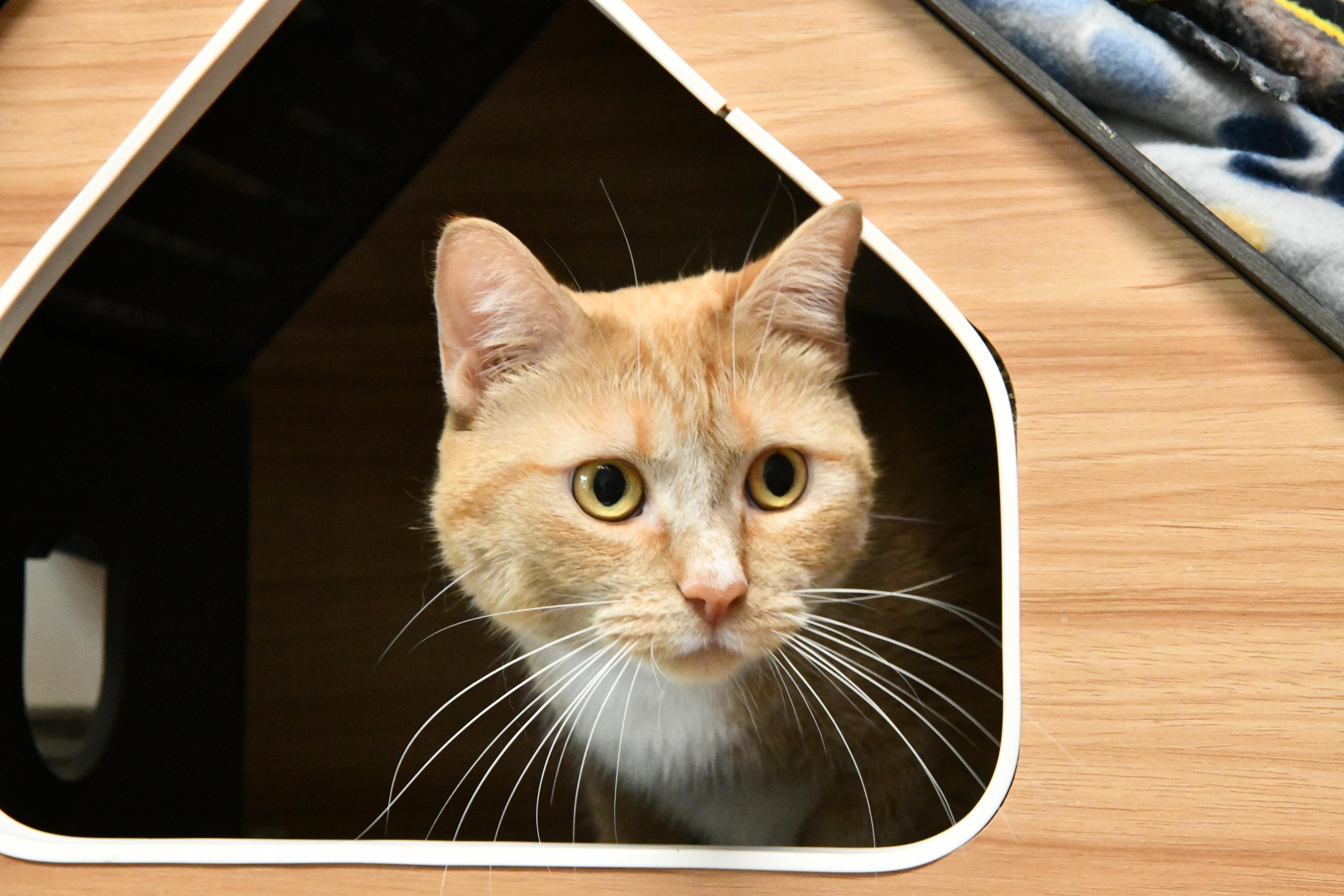 Enlarge Layla, a ADOPTABLE Domestic Short Hair in Fairhope, AL image 2/2
