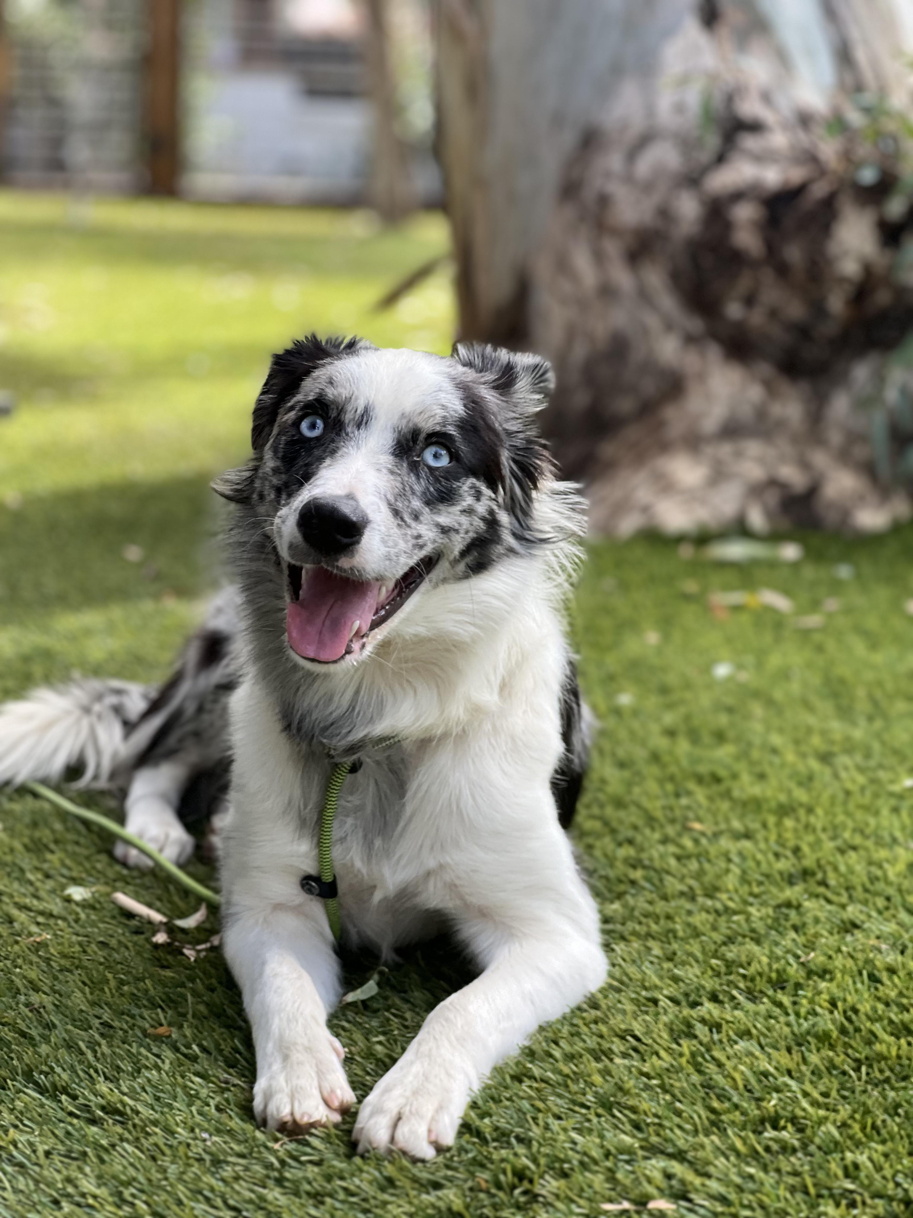 Enlarge Marble, a Adopted Border Collie in West Hollywood, CA image 1/2