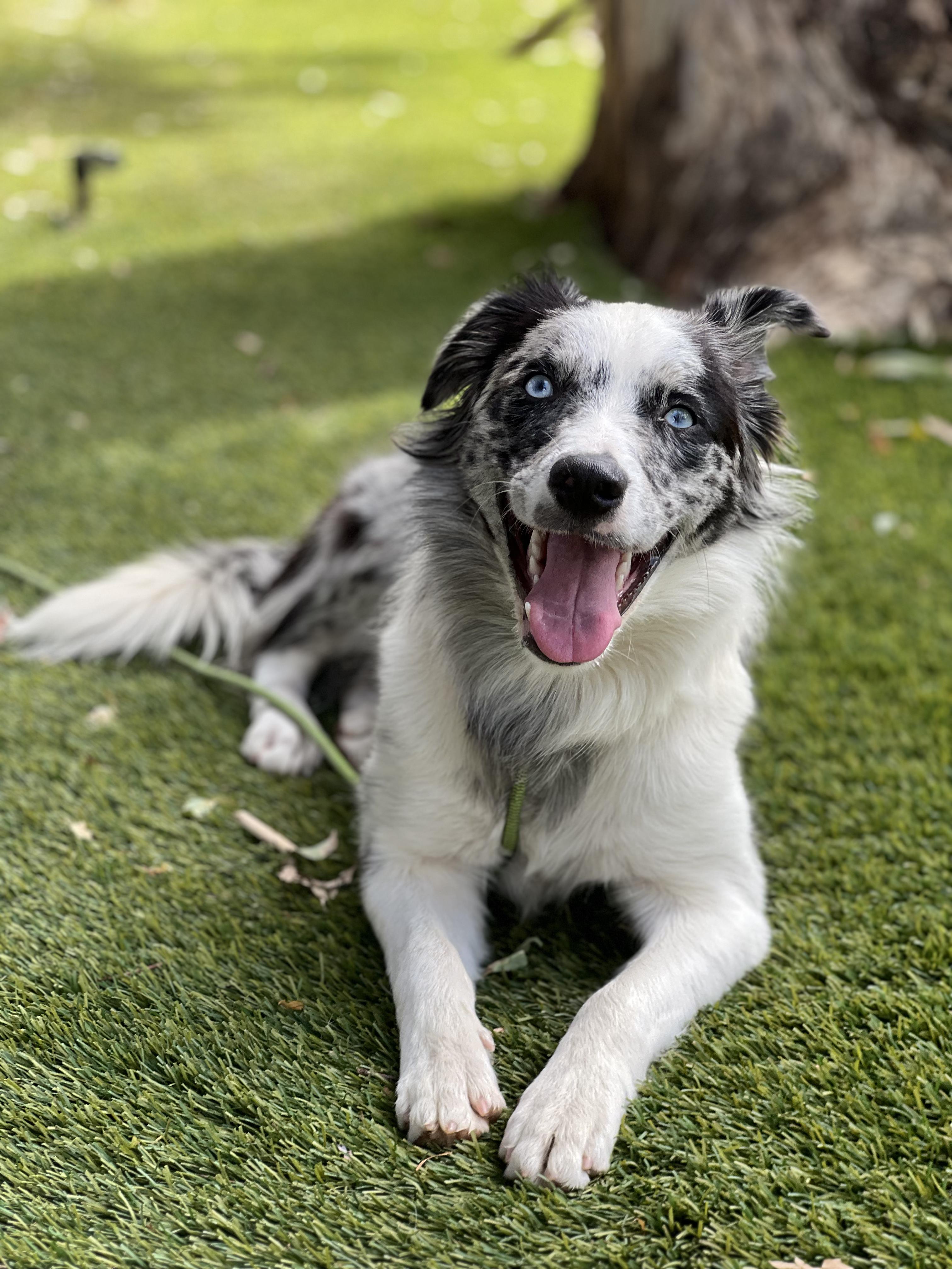 Enlarge Marble, a Adopted Border Collie in West Hollywood, CA image 2/2