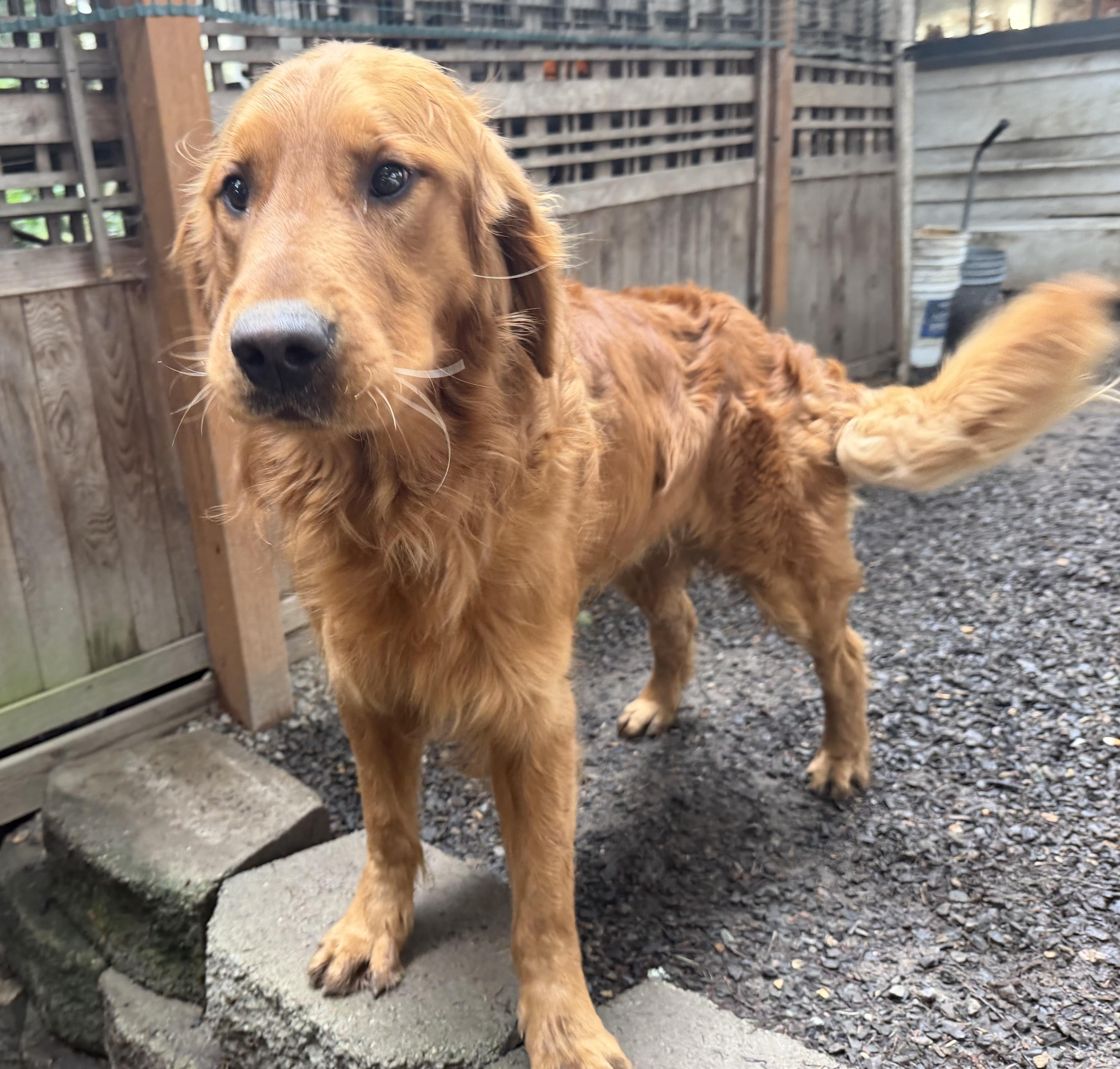 Enlarge Copper, an adopted Golden Retriever in Puyallup, WA image 1/2