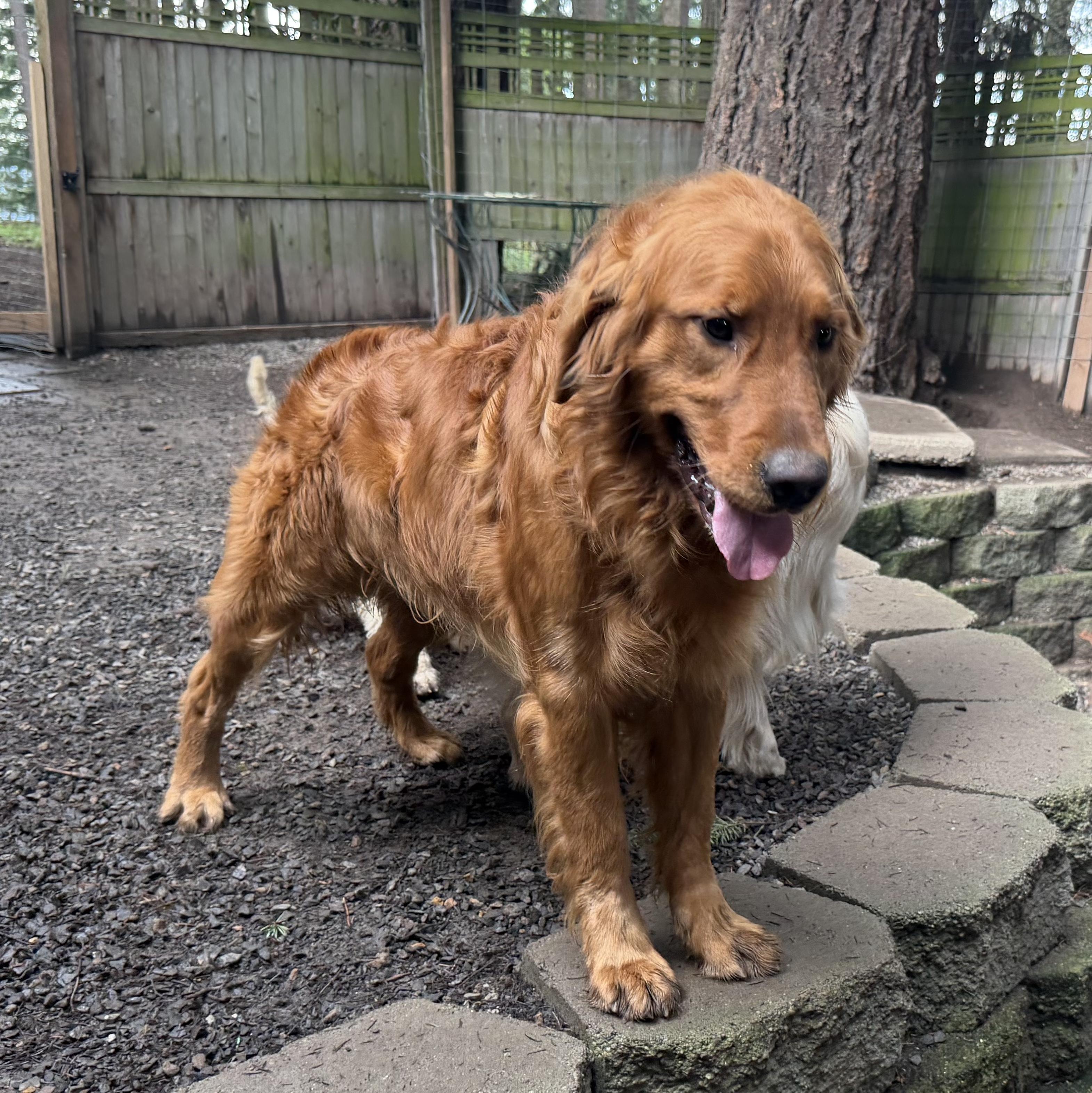 Enlarge Copper, an adopted Golden Retriever in Puyallup, WA image 2/2