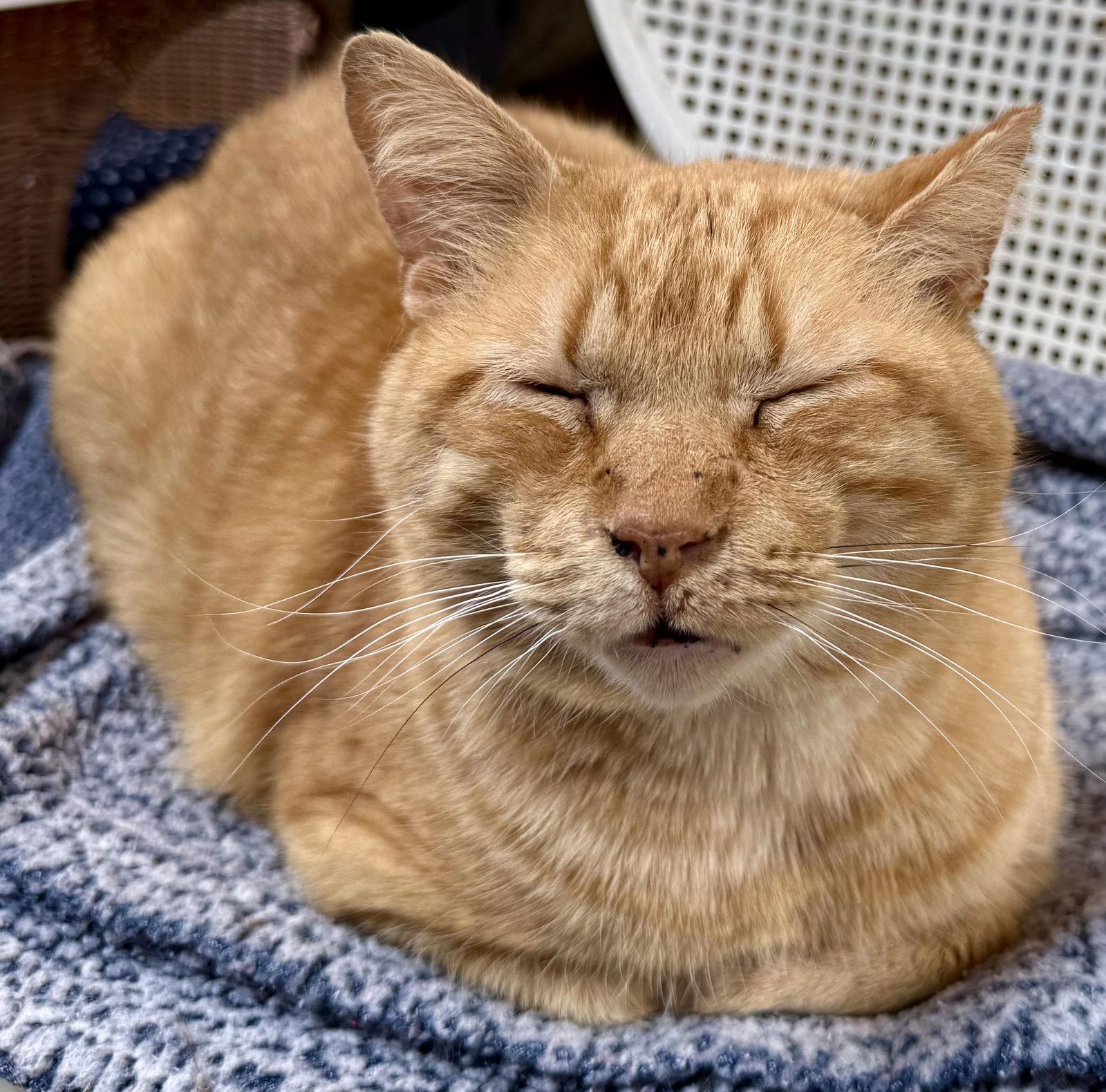 Ziggy, Adoptable, Adult Male Domestic Short Hair.