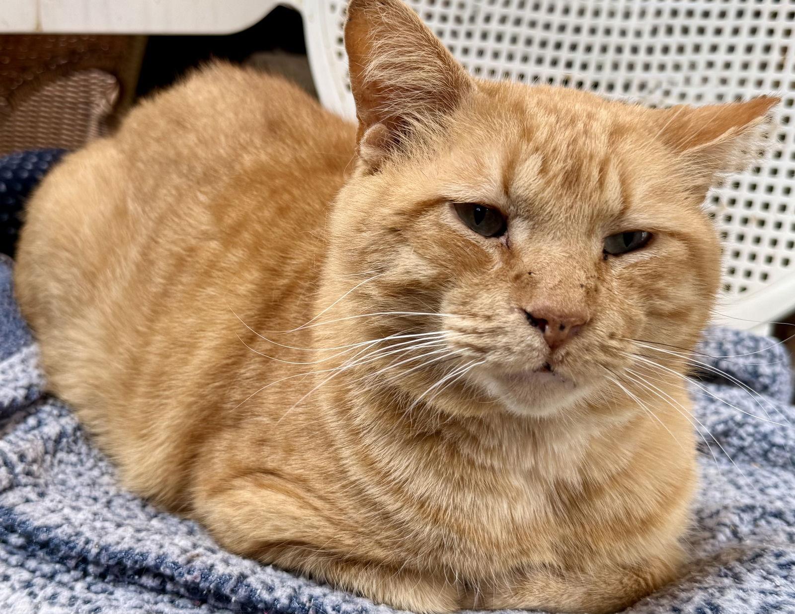 Enlarge Ziggy, a Adoptable Domestic Short Hair in Maywood, IL image 2/2