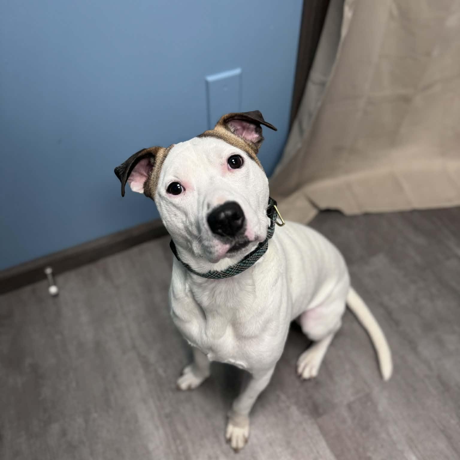 Enlarge Ace, a ADOPTABLE mixed breed in Cumberland, RI image 2/5