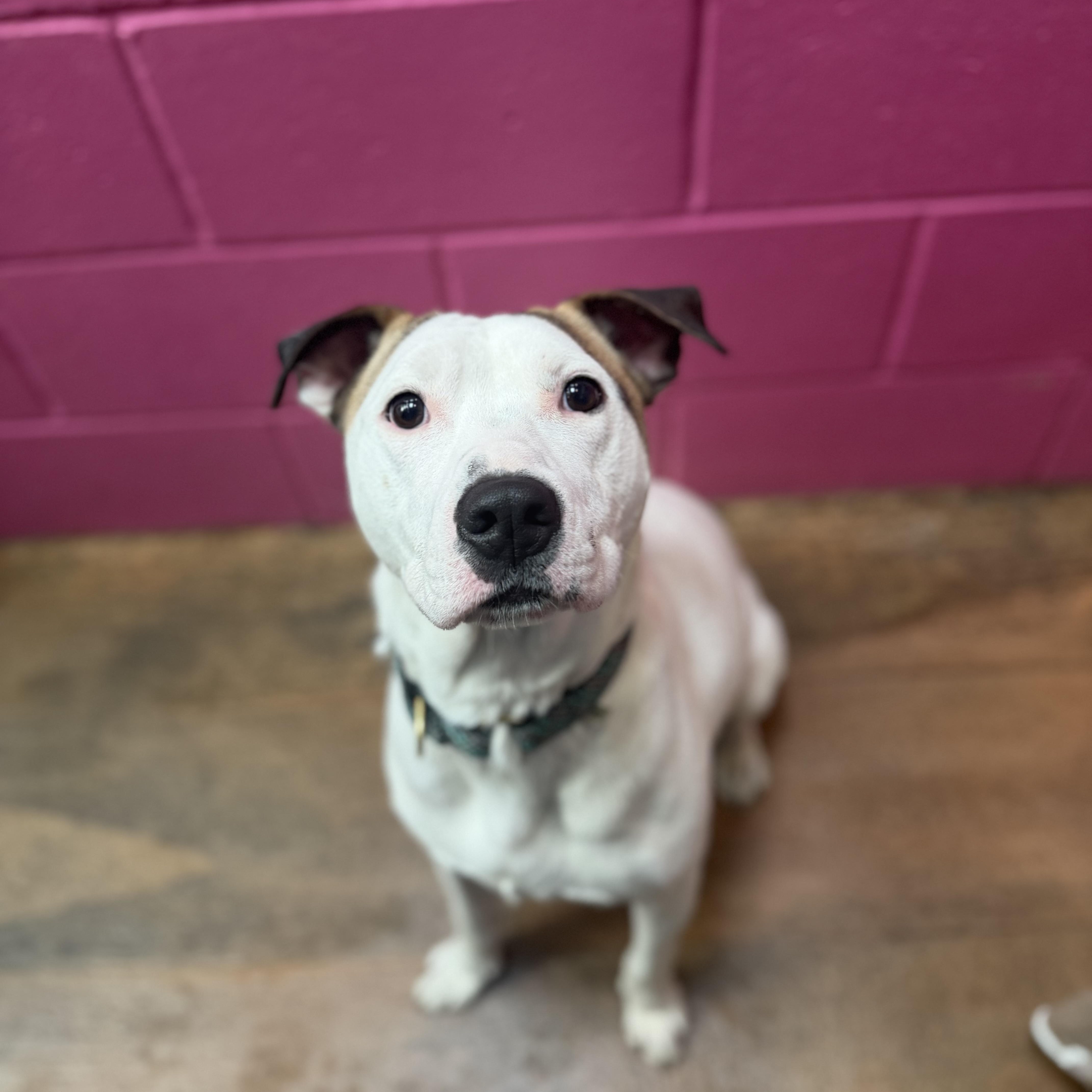 Enlarge Ace, a ADOPTABLE mixed breed in Cumberland, RI image 5/5
