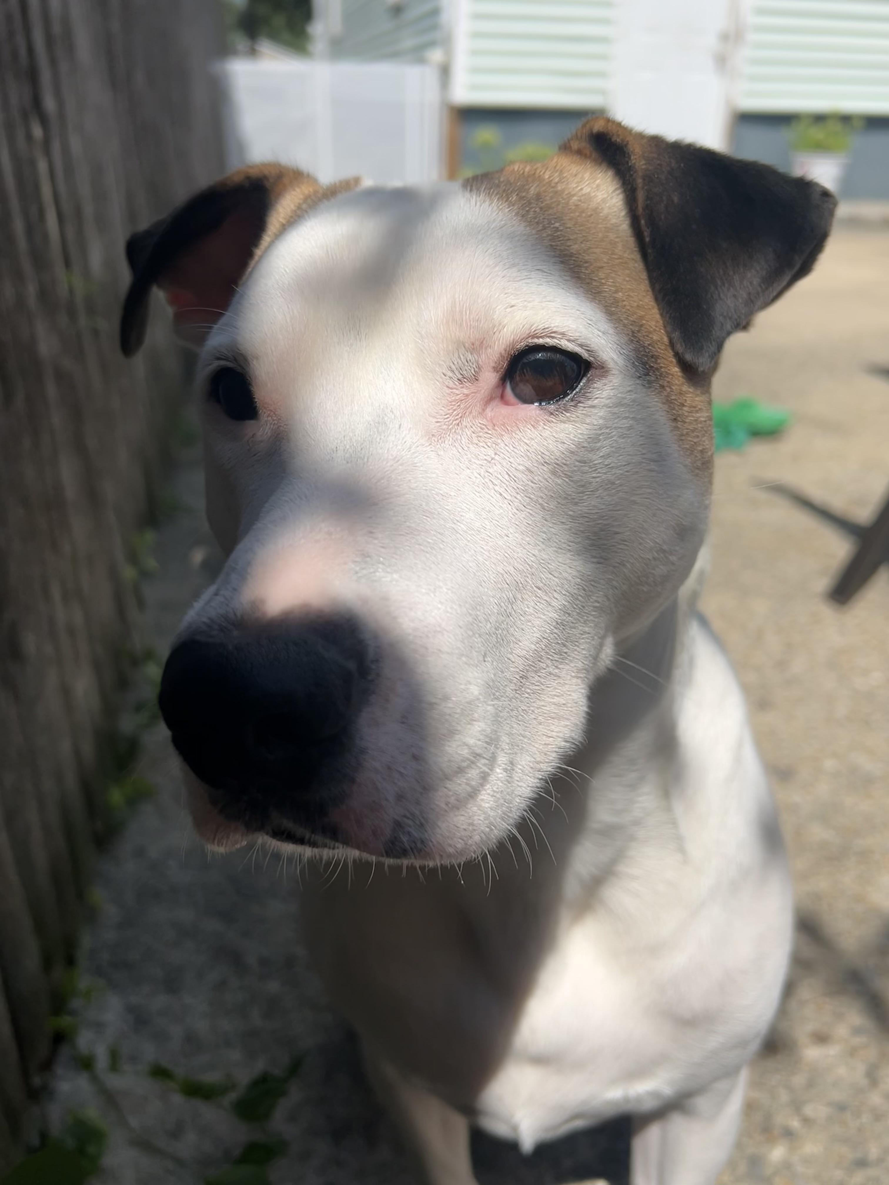 Enlarge Ace, a ADOPTABLE mixed breed in Cumberland, RI image 3/6
