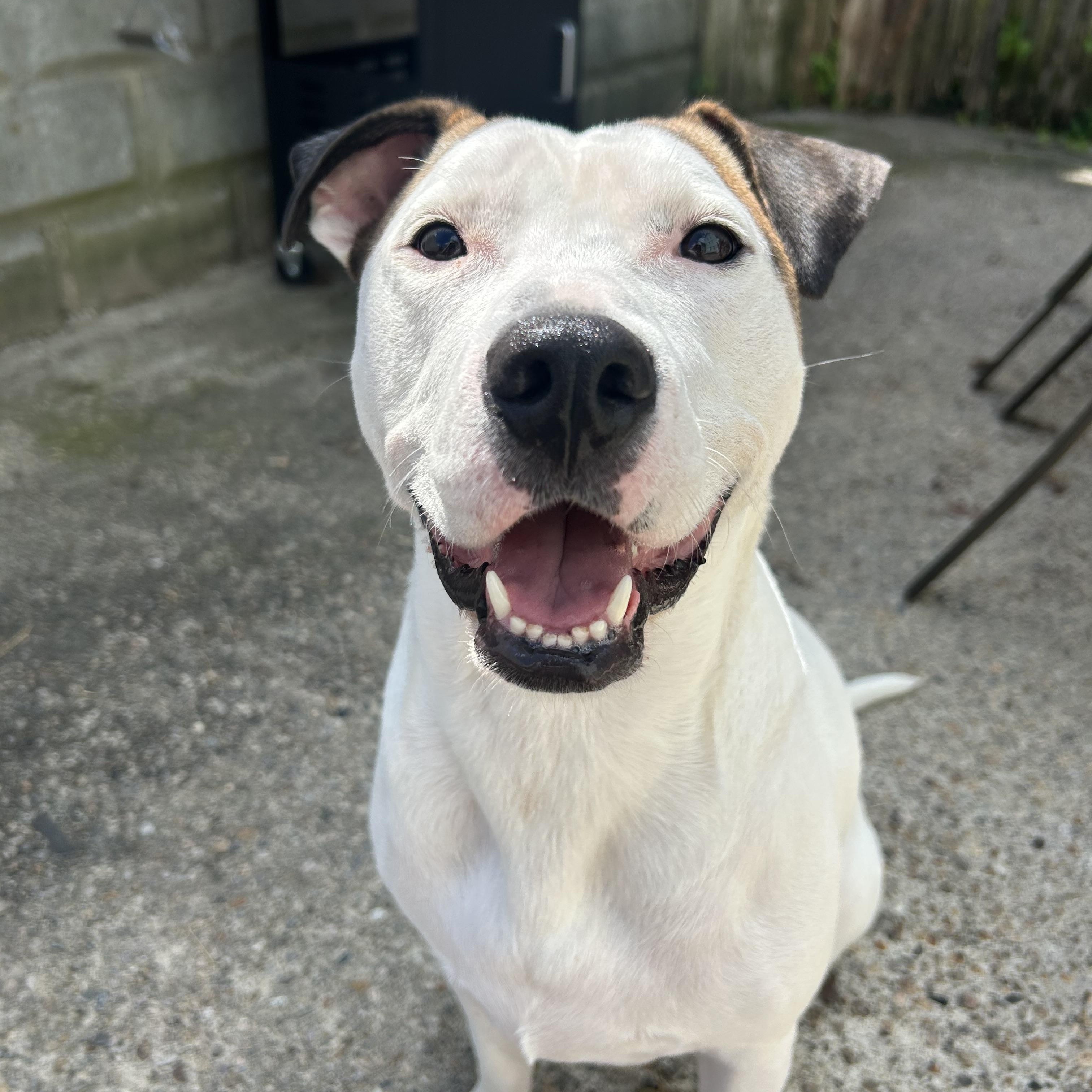 Enlarge Ace, a ADOPTABLE mixed breed in Cumberland, RI image 4/6