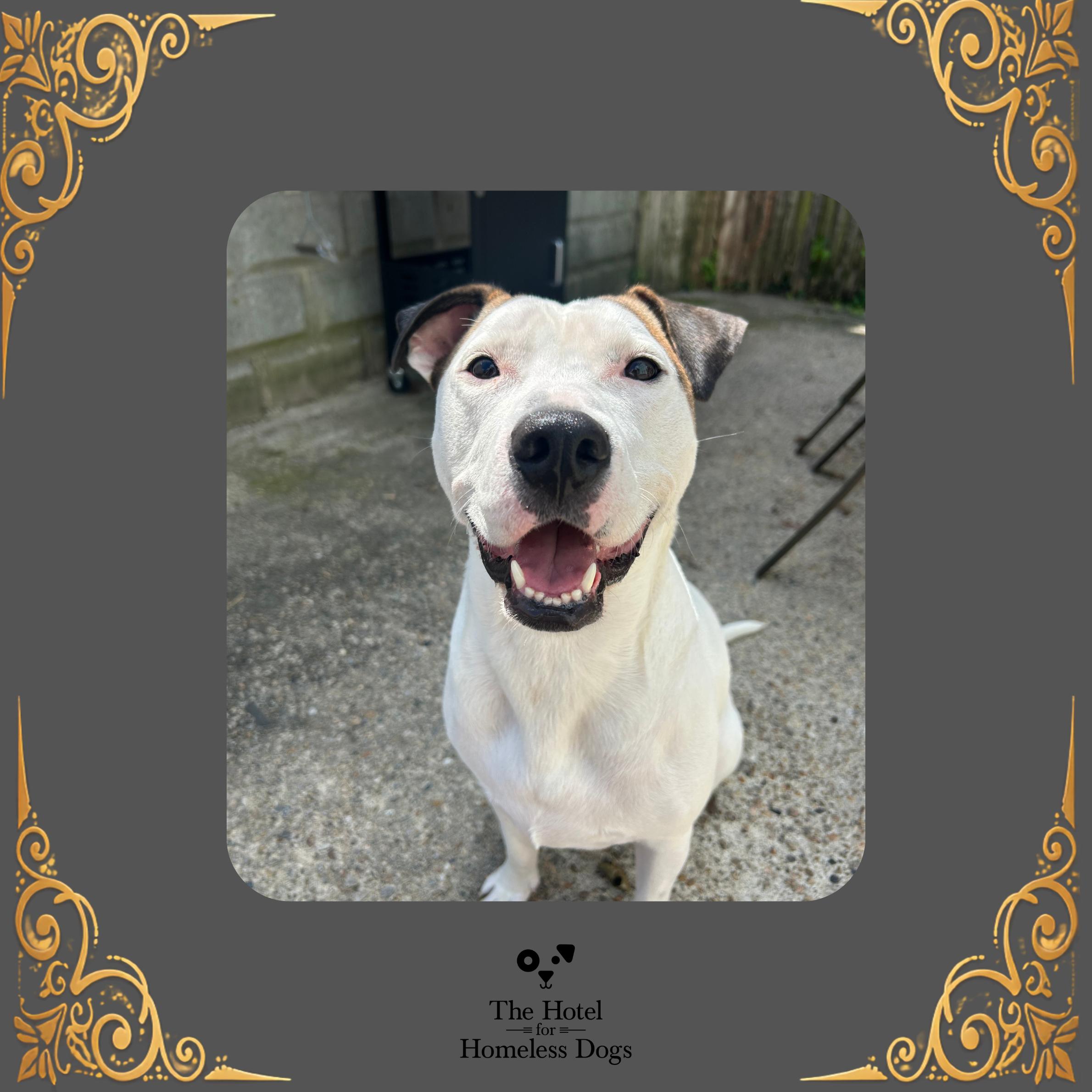 Enlarge Ace, a ADOPTABLE mixed breed in Cumberland, RI image 1/6