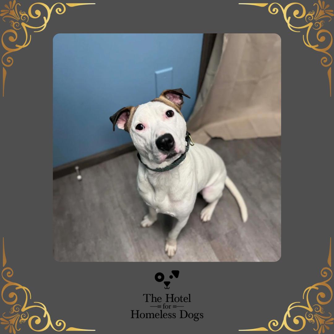 Ace, ADOPTABLE, Adult Male American Staffordshire Terrier & Terrier.
