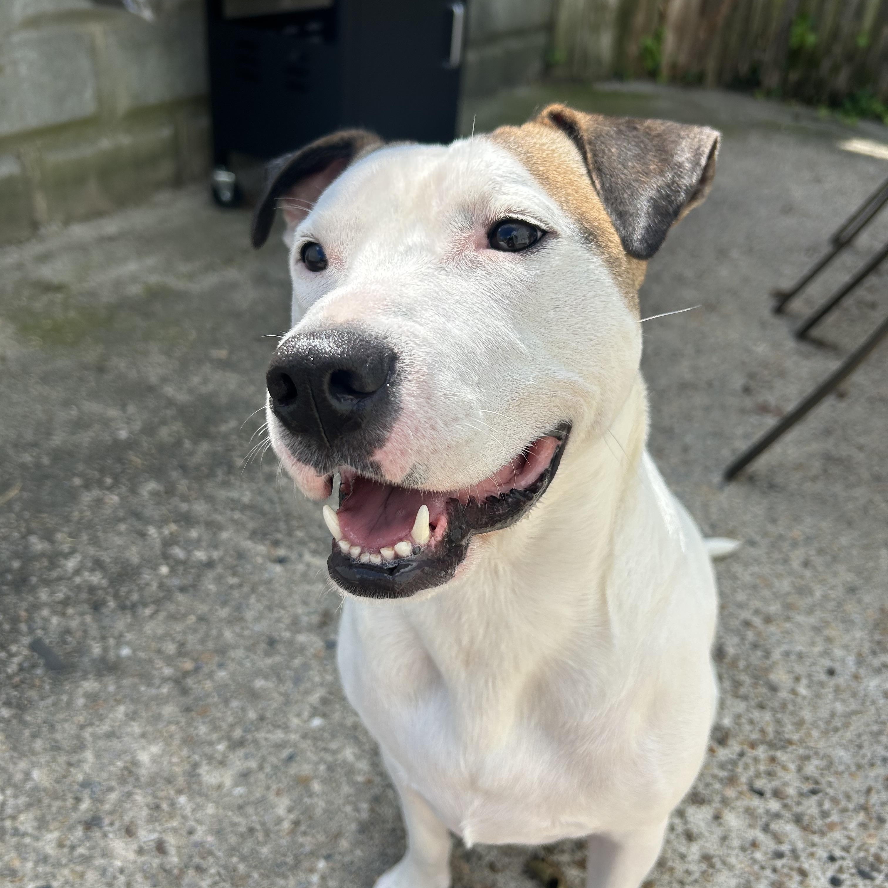 Enlarge Ace, a ADOPTABLE mixed breed in Cumberland, RI image 2/6