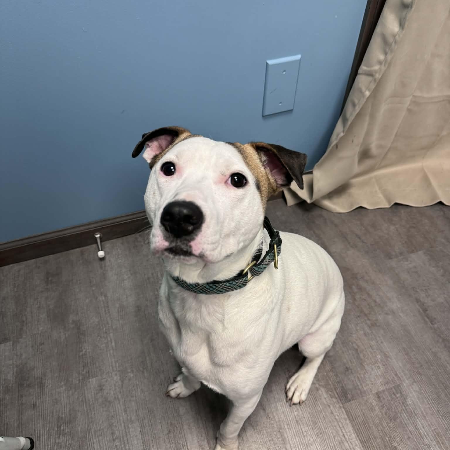 Enlarge Ace, a ADOPTABLE mixed breed in Cumberland, RI image 3/5