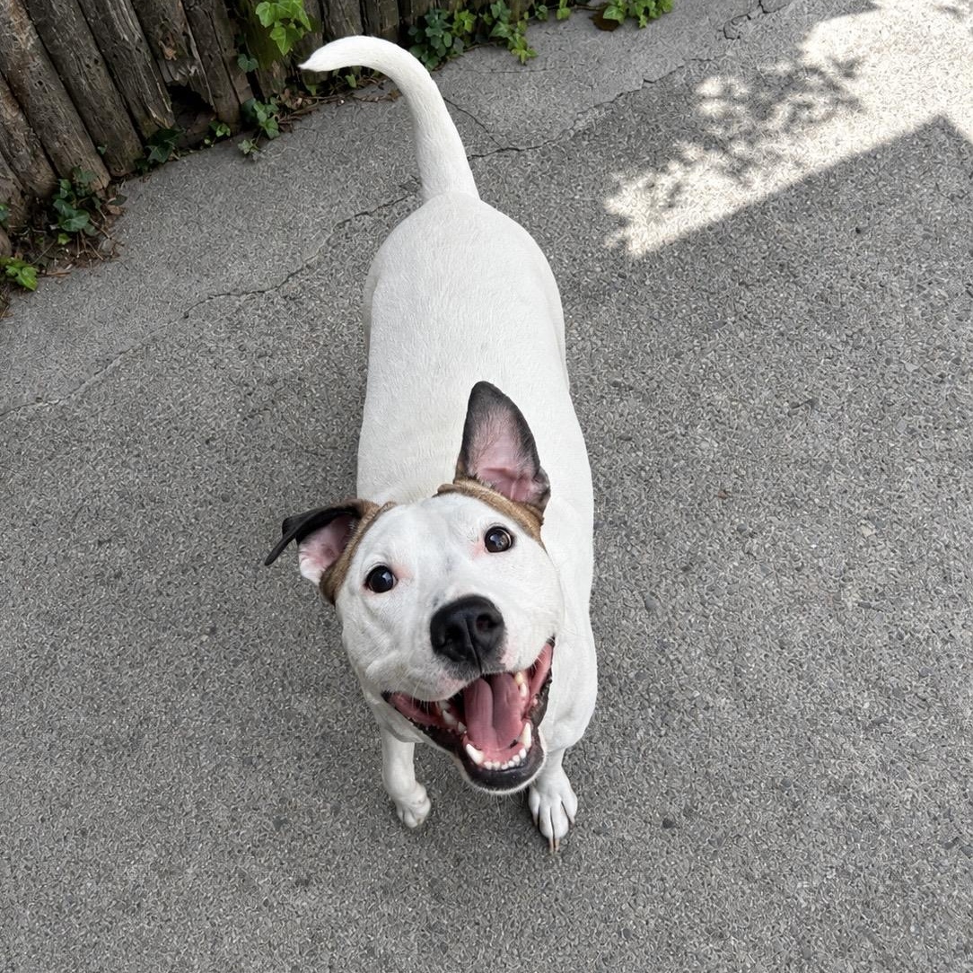 Enlarge Ace, a ADOPTABLE mixed breed in Cumberland, RI image 5/6