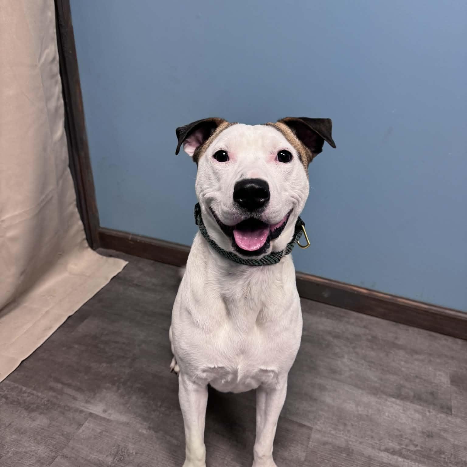 Enlarge Ace, a ADOPTABLE mixed breed in Cumberland, RI image 4/5