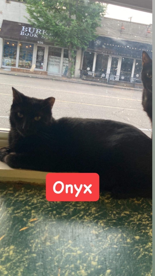 Enlarge Onyx, a Adoptable Domestic Short Hair in Memphis, TN image 2/3