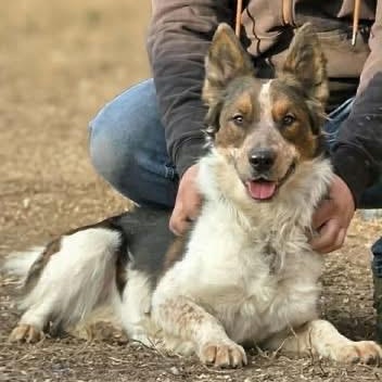 Enlarge Sampson, a Adoptable mixed breed in Olympia, WA image 1/6