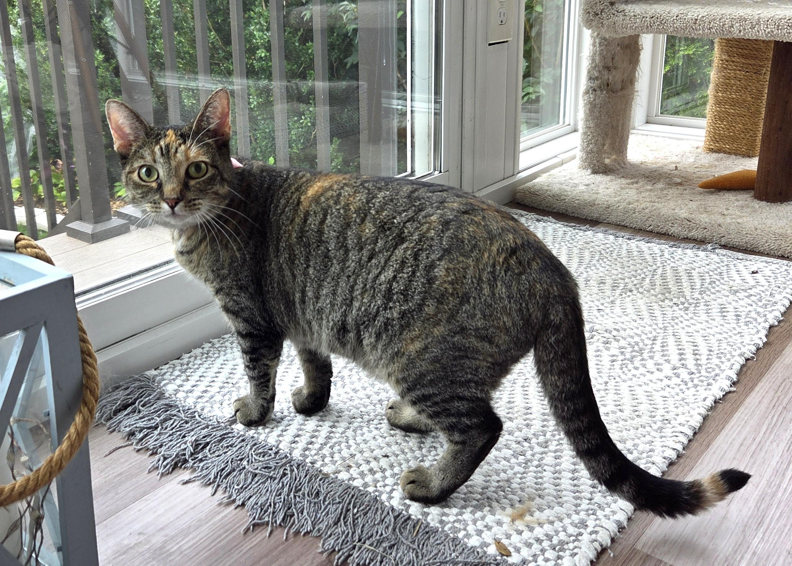 Princess, a ADOPTABLE Tabby in Columbus , OH image 2/6