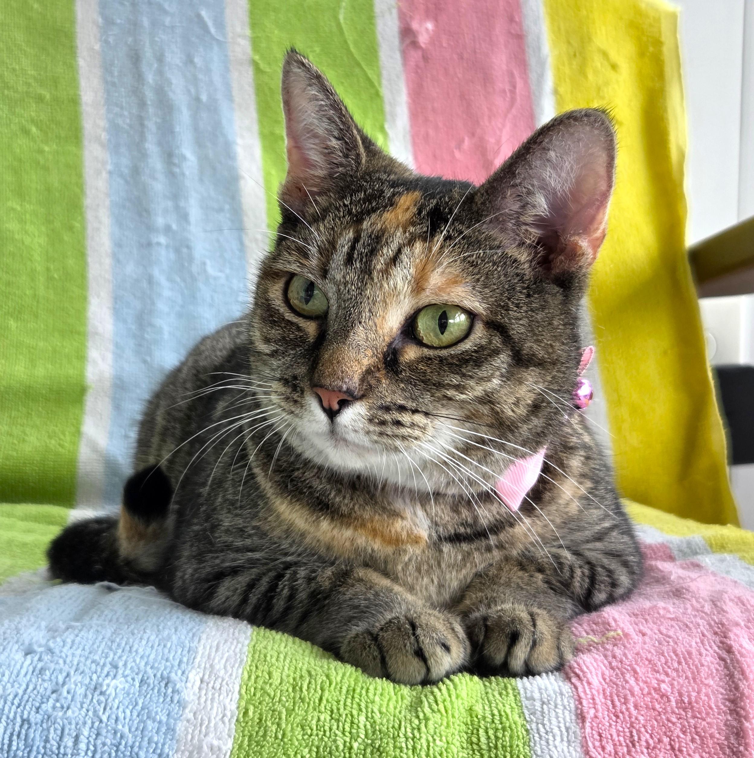 Princess, a ADOPTABLE Tabby in Columbus , OH image 3/6