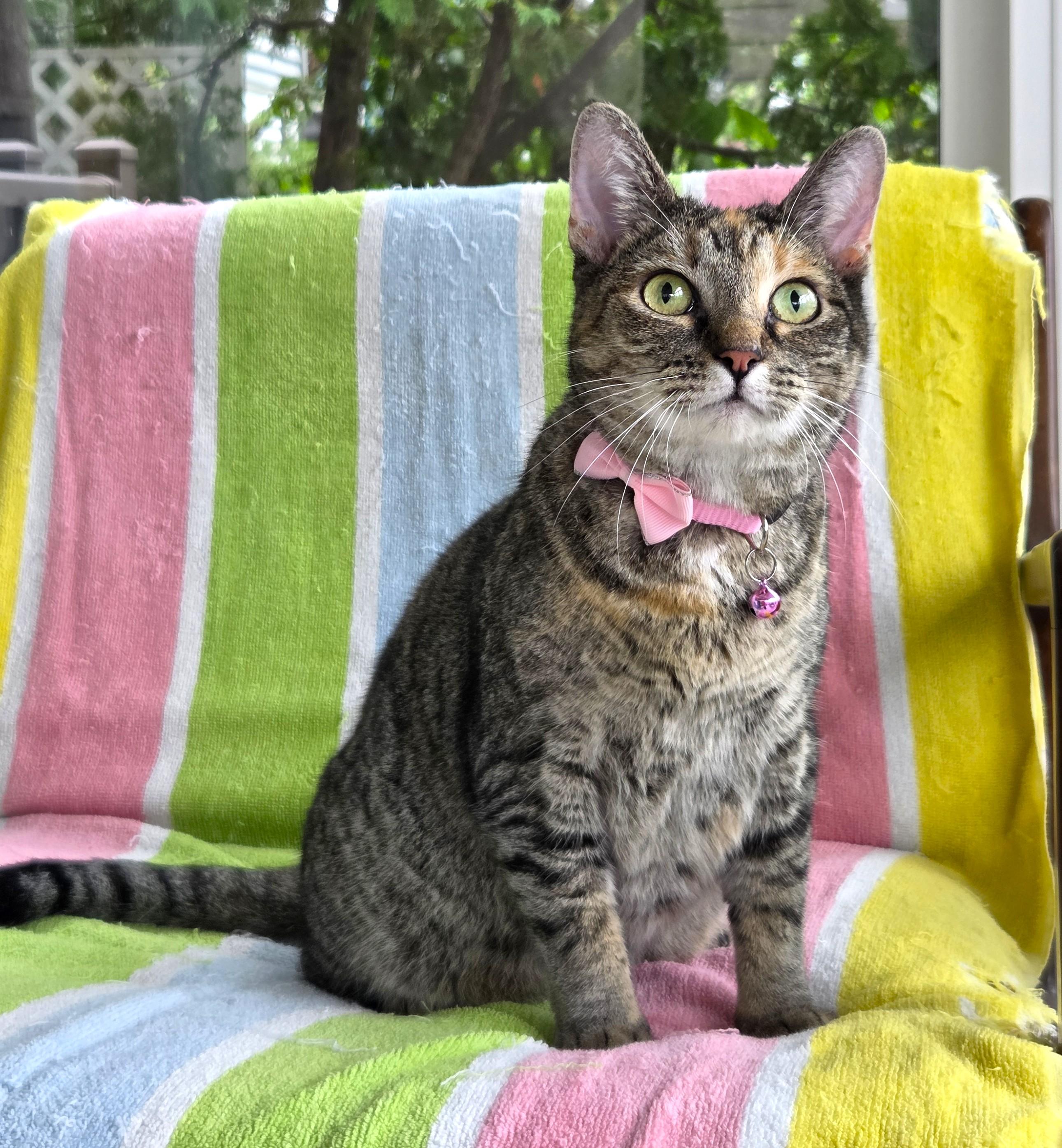 Princess, ADOPTABLE, Young Female Tabby.
