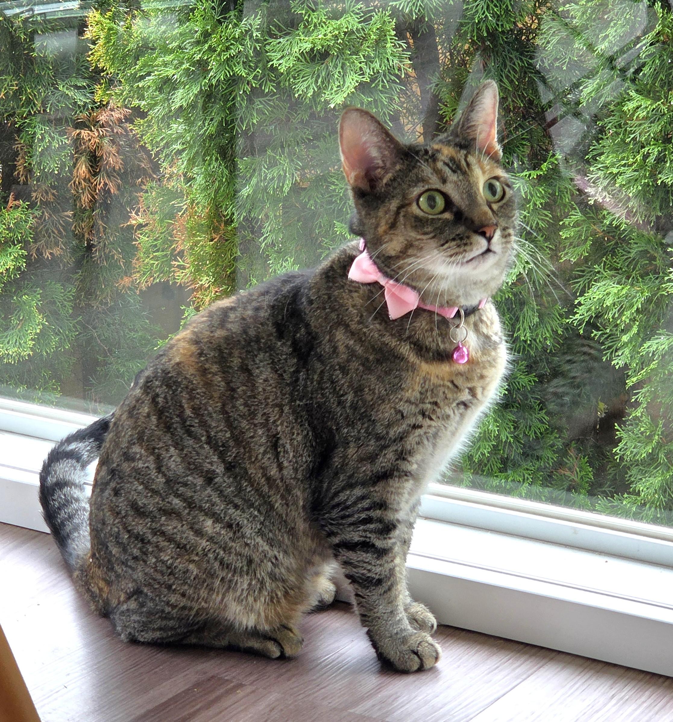 Princess, a ADOPTABLE Tabby in Columbus , OH image 4/6