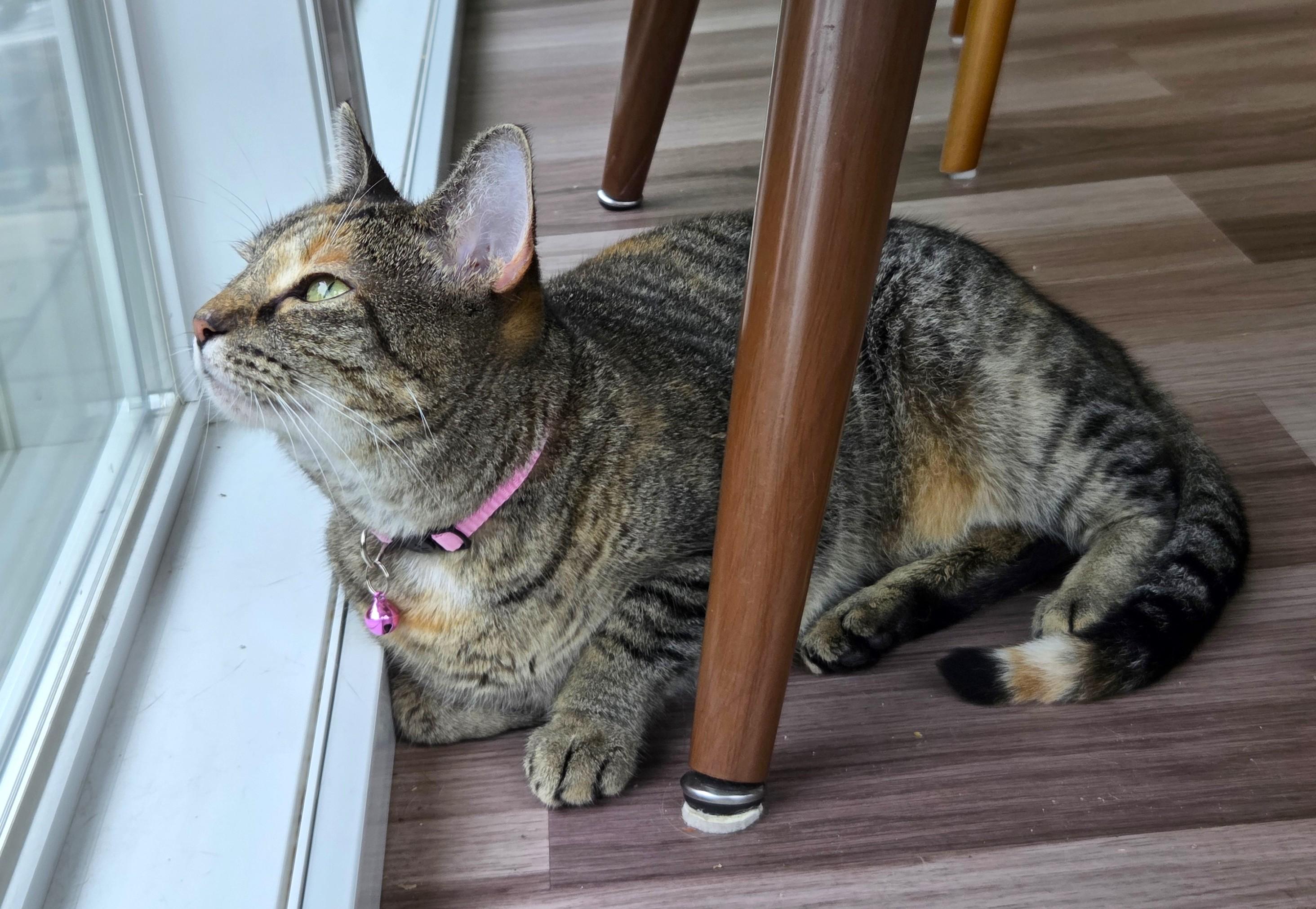 Princess, a ADOPTABLE Tabby in Columbus , OH image 5/6