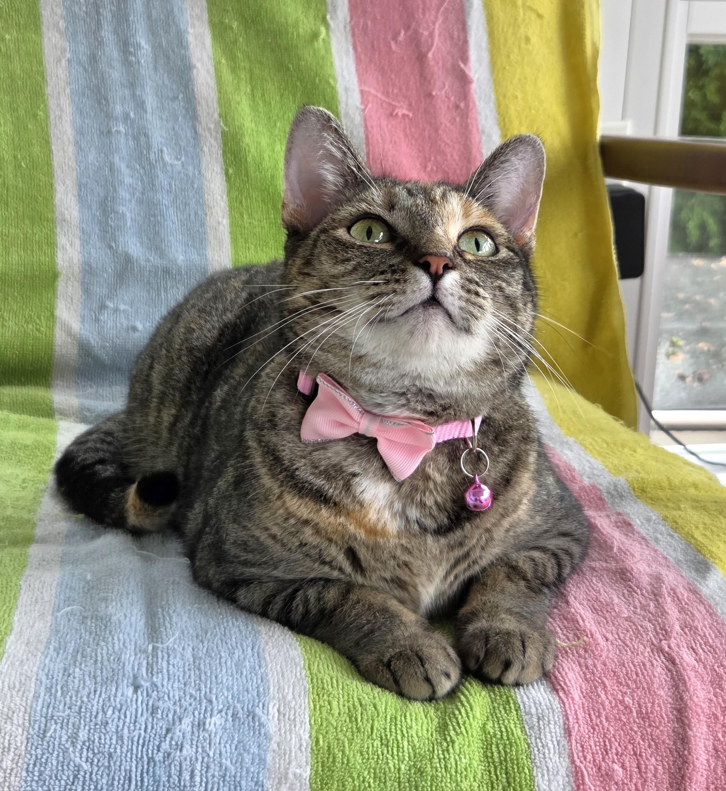 Princess, a ADOPTABLE Tabby in Columbus , OH image 6/6