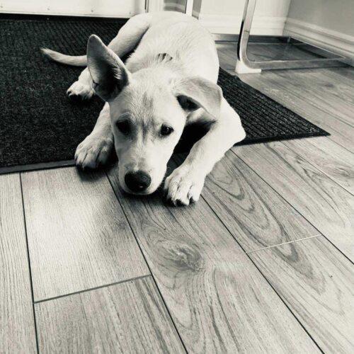 Chase, Adoptable, Adult Male Labrador Retriever & Mixed Breed.