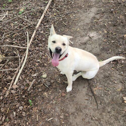 Enlarge Chase, a Adoptable mixed breed in King City, ON image 2/6