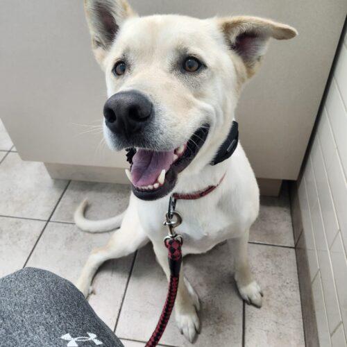 Enlarge Chase, a Adoptable mixed breed in King City, ON image 3/6