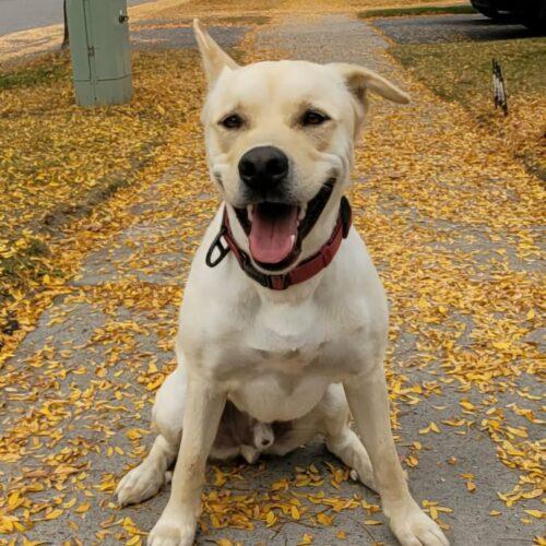 Enlarge Chase, a Adoptable mixed breed in King City, ON image 4/6