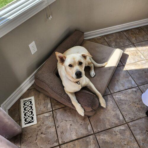 Enlarge Chase, a Adoptable mixed breed in King City, ON image 5/6