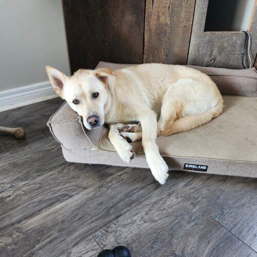 Enlarge Chase, a Adoptable mixed breed in King City, ON image 6/6