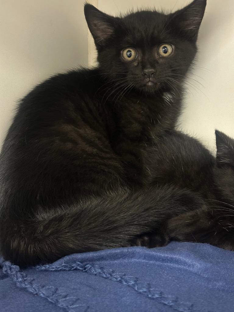 Bramble (Strawberry Lane), Adoptable, Kitten Male Domestic Medium Hair.