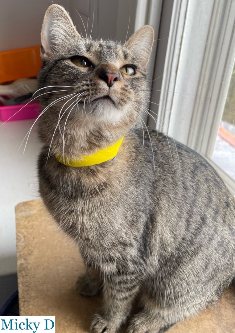 Enlarge Micky D, a Adoptable Domestic Short Hair in Berkeley Springs, WV image 8/9