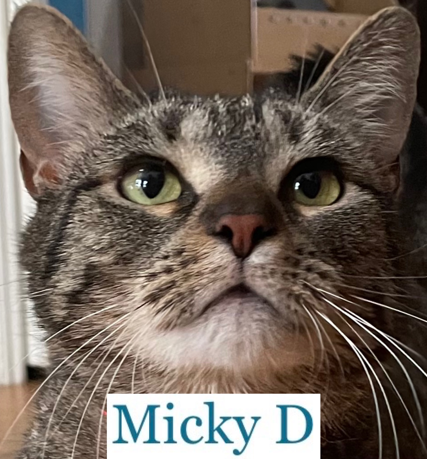 Enlarge Micky D, a Adoptable Domestic Short Hair in Berkeley Springs, WV image 7/9