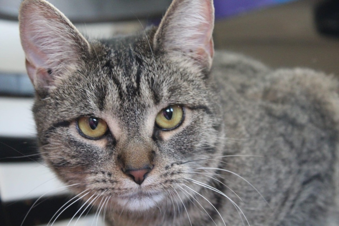 Enlarge Micky D, a Adoptable Domestic Short Hair in Berkeley Springs, WV image 9/9