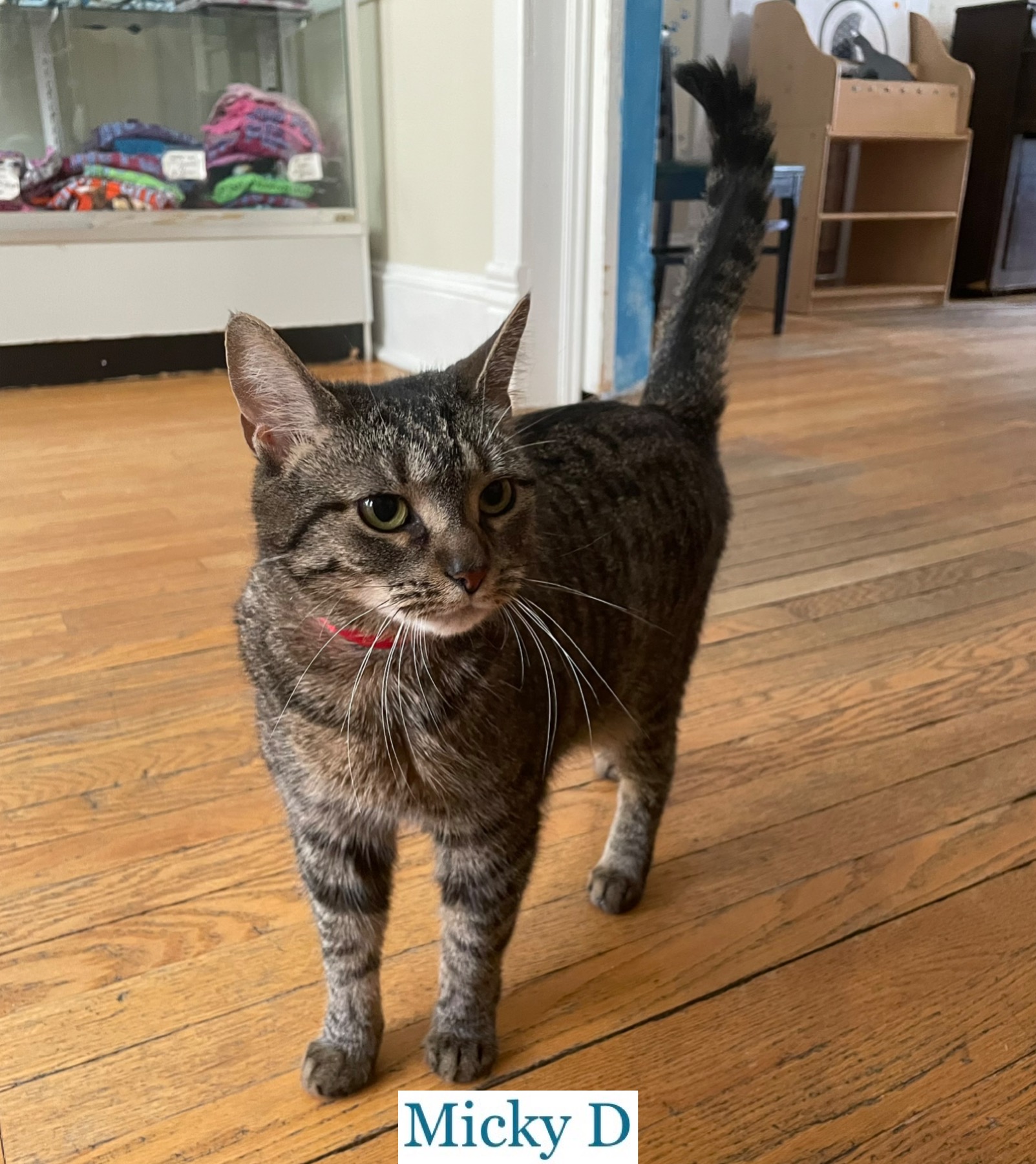 Enlarge Micky D, a Adoptable Domestic Short Hair in Berkeley Springs, WV image 6/9