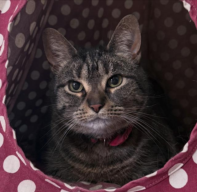 Micky D, Adoptable, Adult Female Domestic Short Hair.