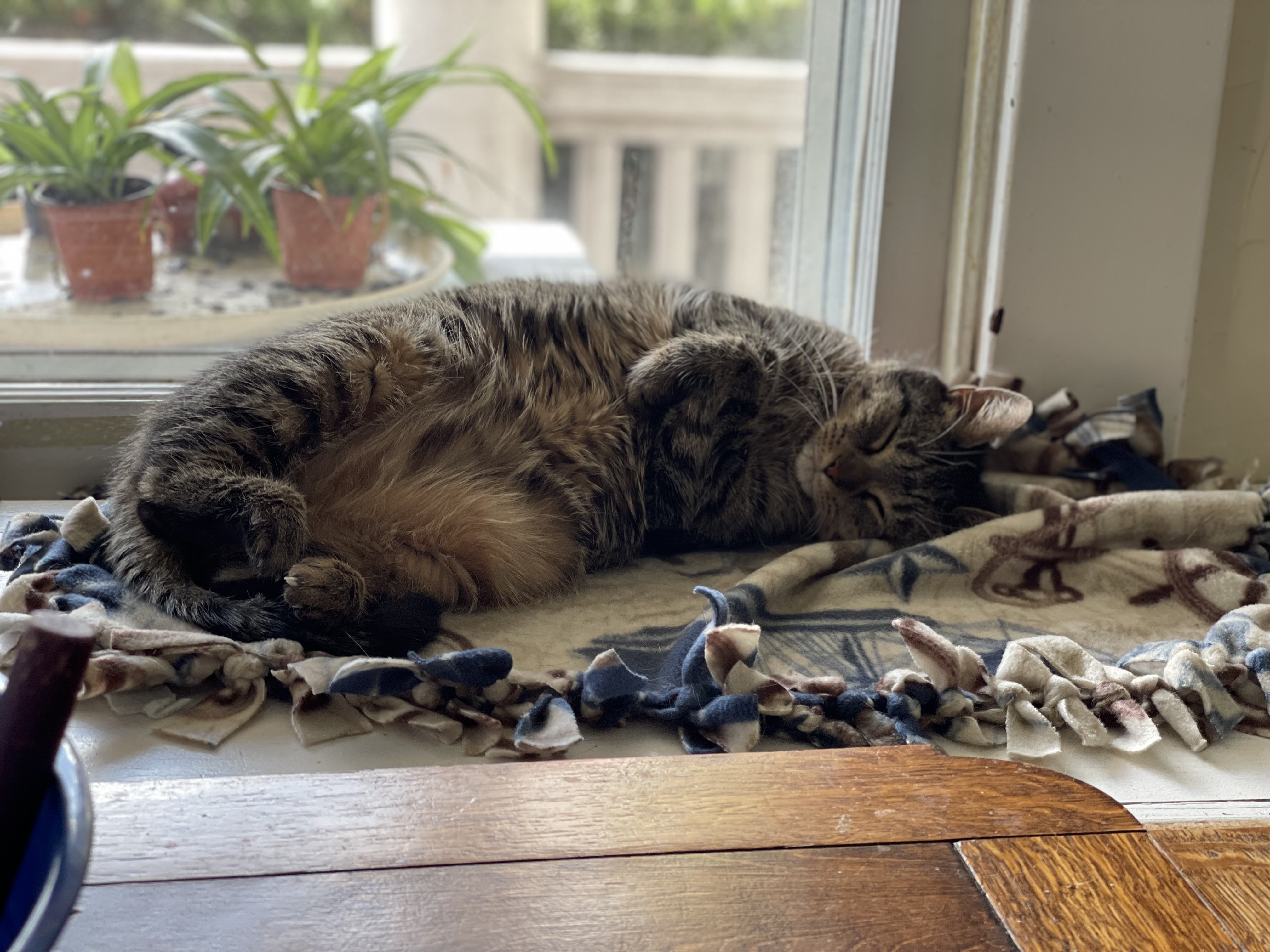 Enlarge Micky D, a Adoptable Domestic Short Hair in Berkeley Springs, WV image 1/9