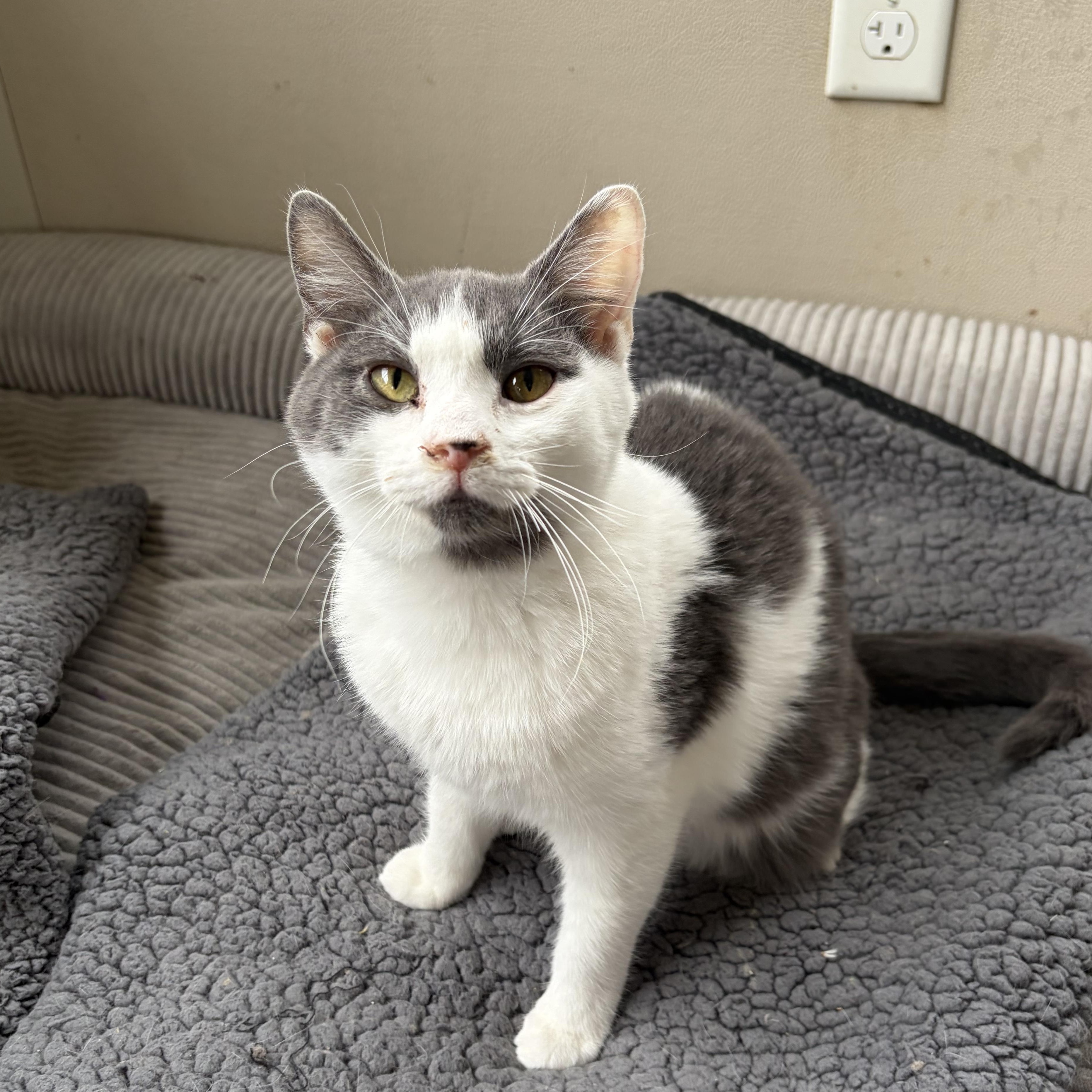 Enlarge Darby, a ADOPTABLE American Shorthair in West newton, PA image 4/5