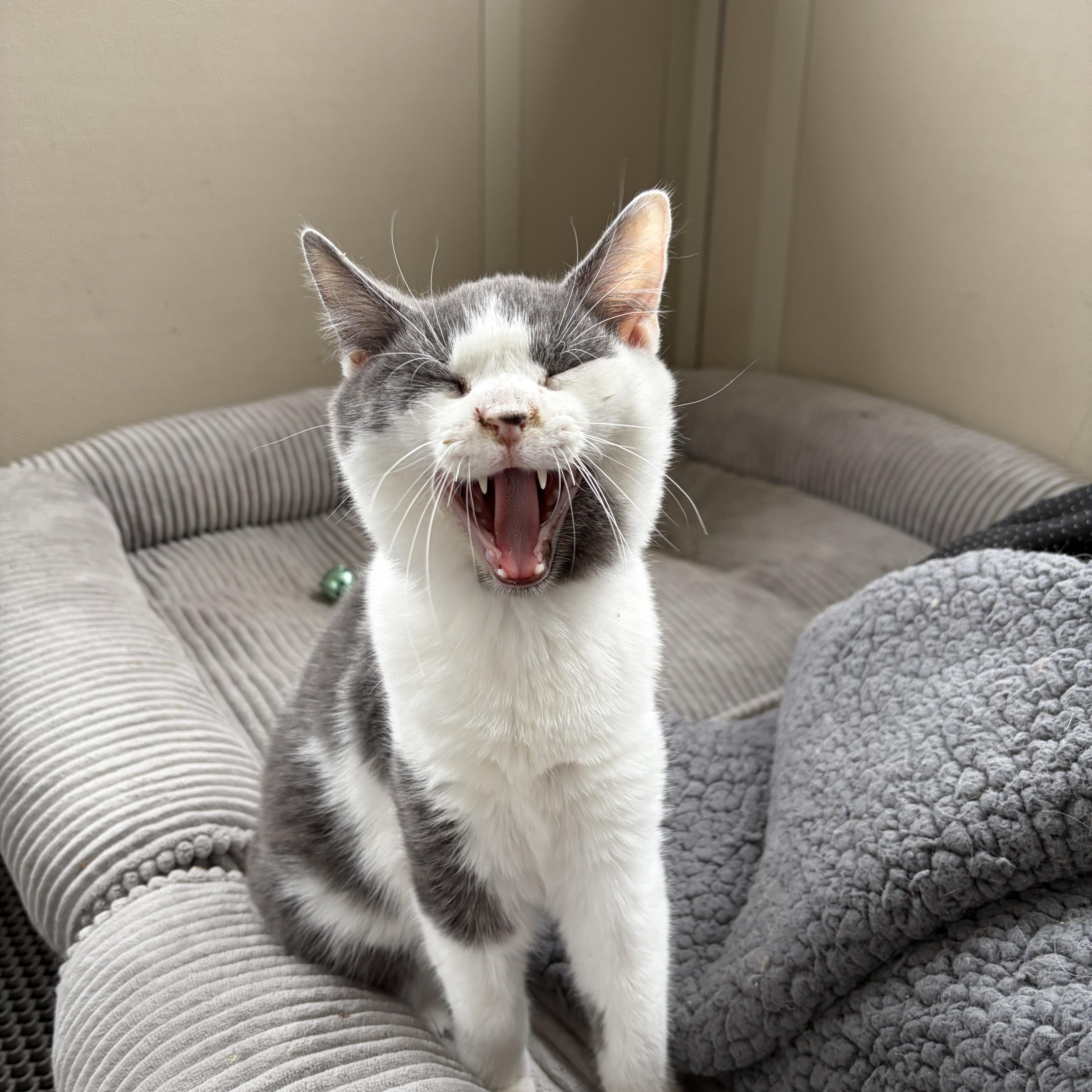 Enlarge Darby, a ADOPTABLE American Shorthair in West newton, PA image 2/5