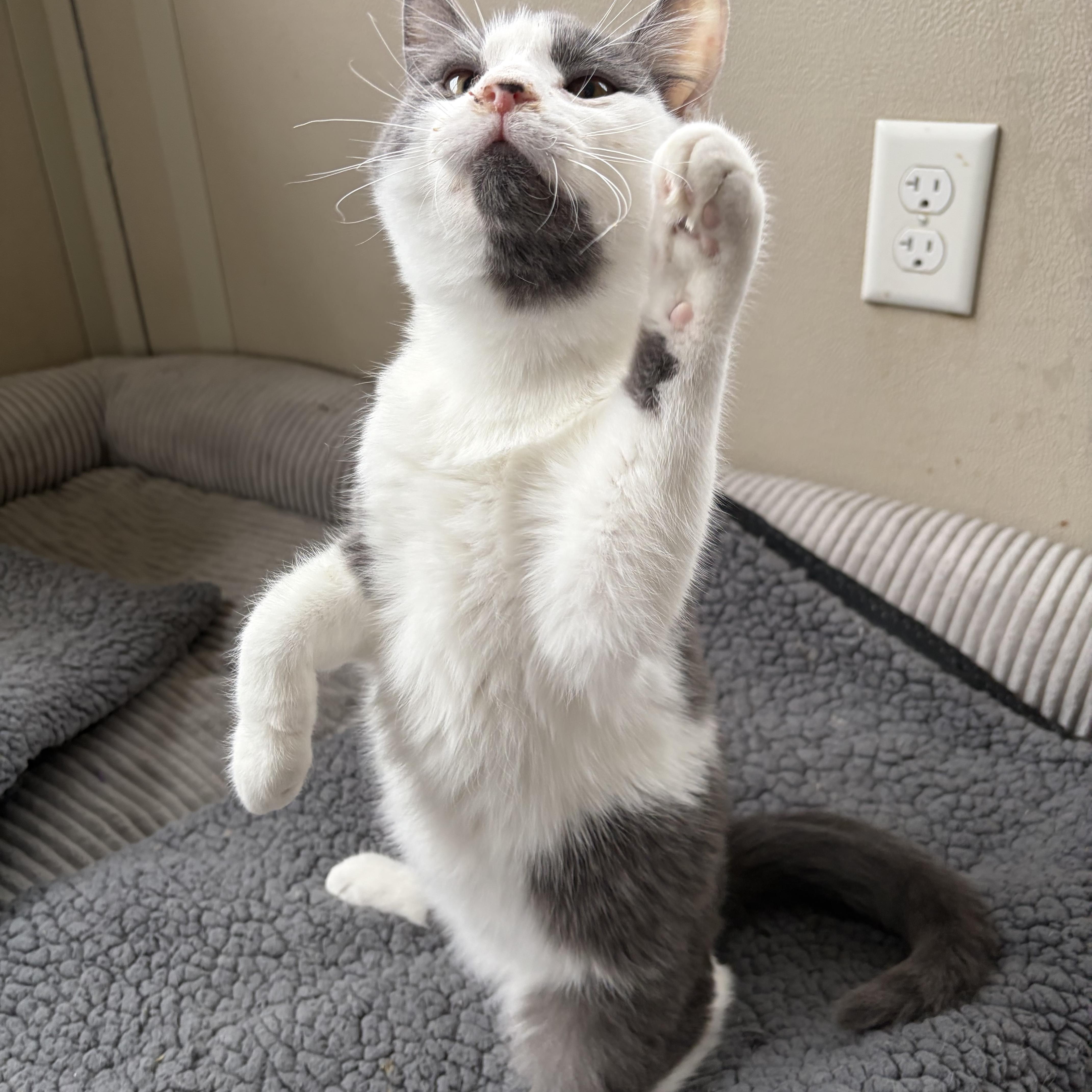 Enlarge Darby, a ADOPTABLE American Shorthair in West newton, PA image 3/5