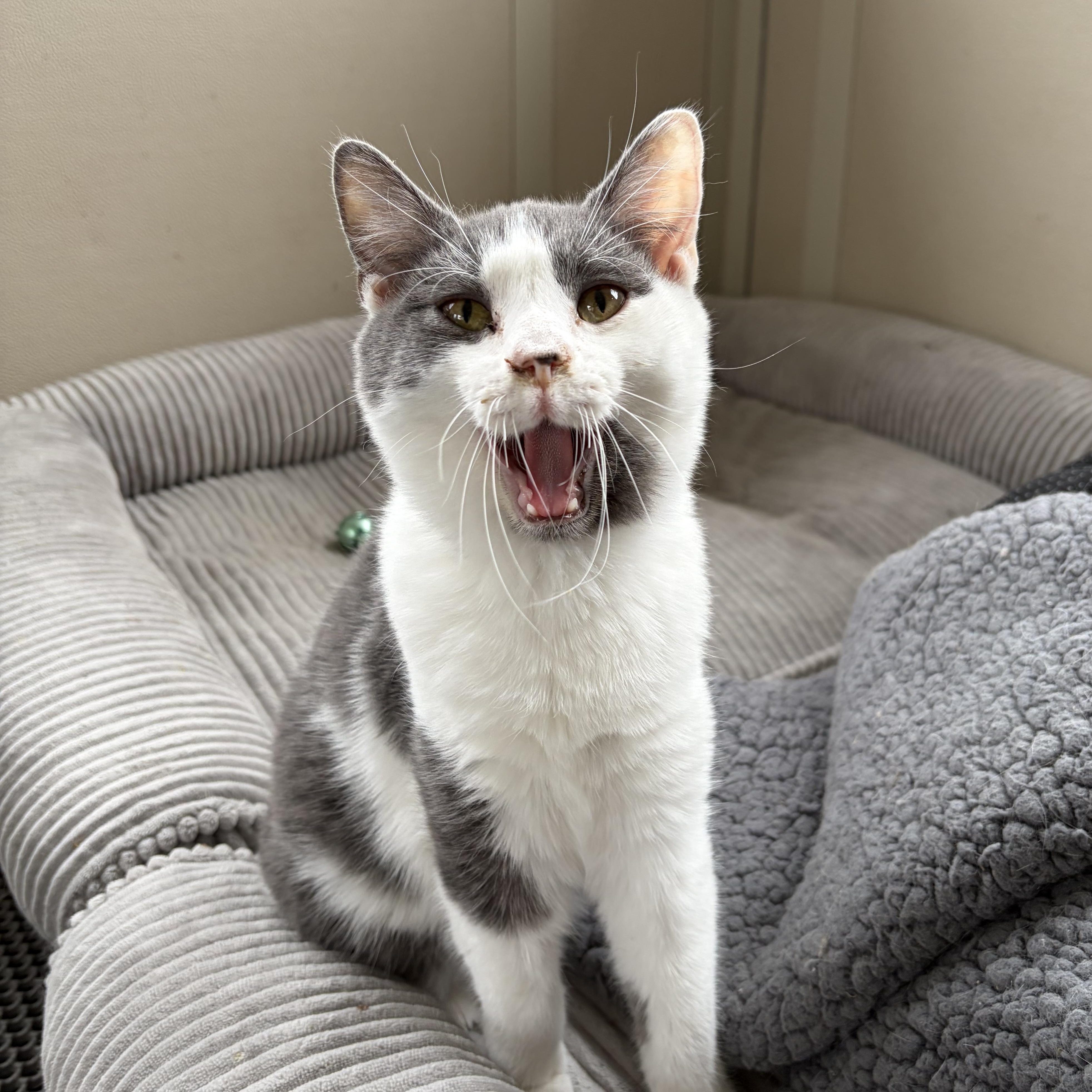 Enlarge Darby, a ADOPTABLE American Shorthair in West newton, PA image 5/5